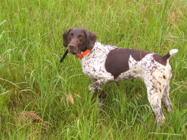 dog_014.jpg