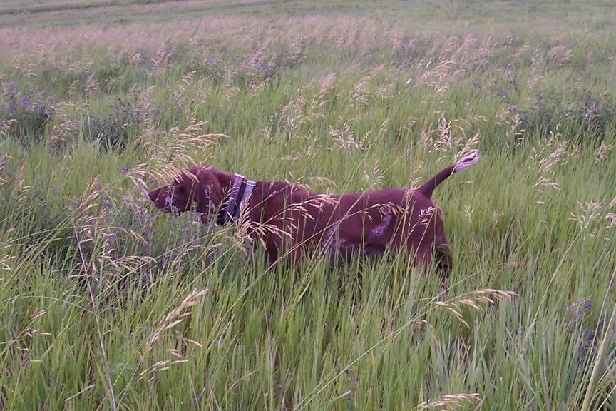 dog_029.jpg
