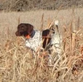 dog_018.jpg