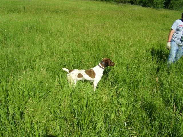 dog_004.jpg