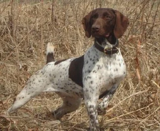 dog_017.jpg