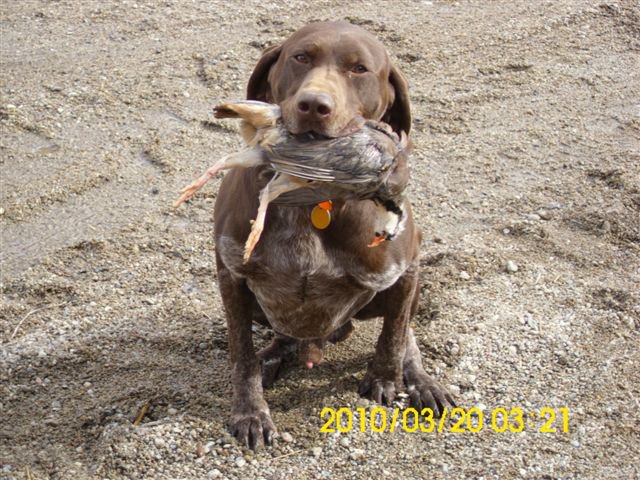 dog_012.jpg