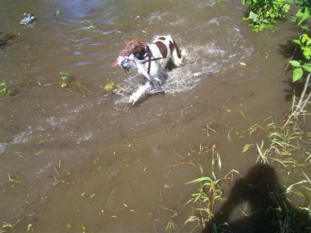 dog_003.jpg