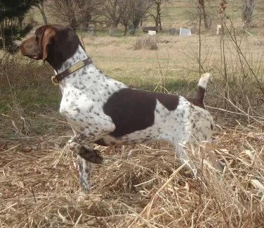 dog_019.jpg