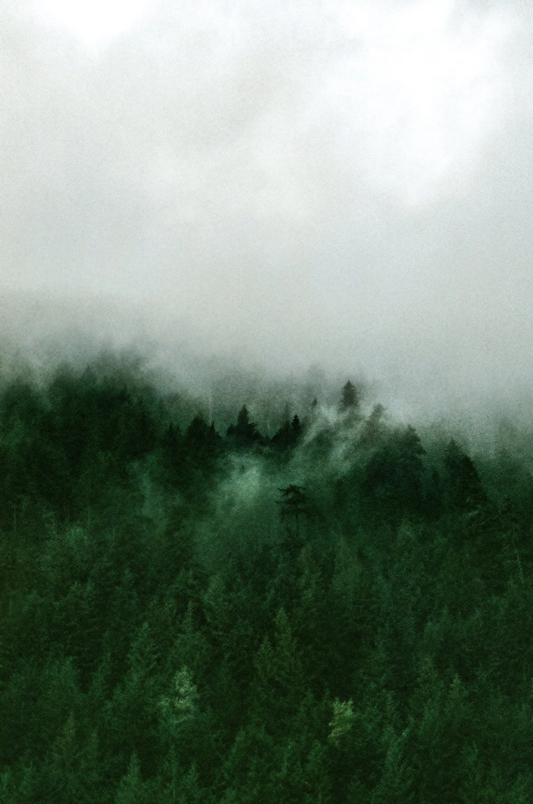 Dense forest with tall trees shrouded in fog under a cloudy sky.