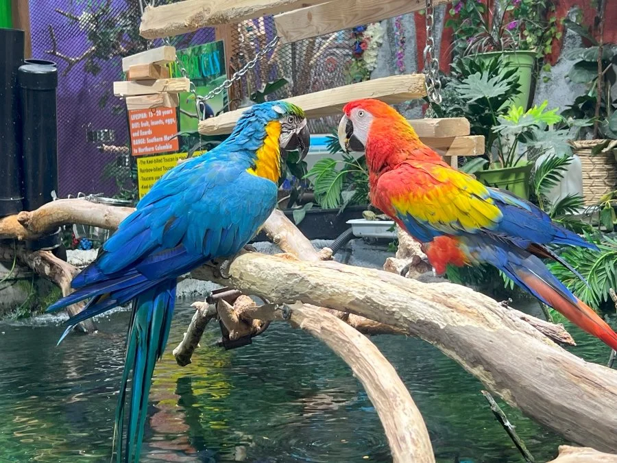 Macaws.jpg