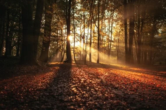 Sunlight filtering through a forest with trees and a leaf-covered ground at sunset.