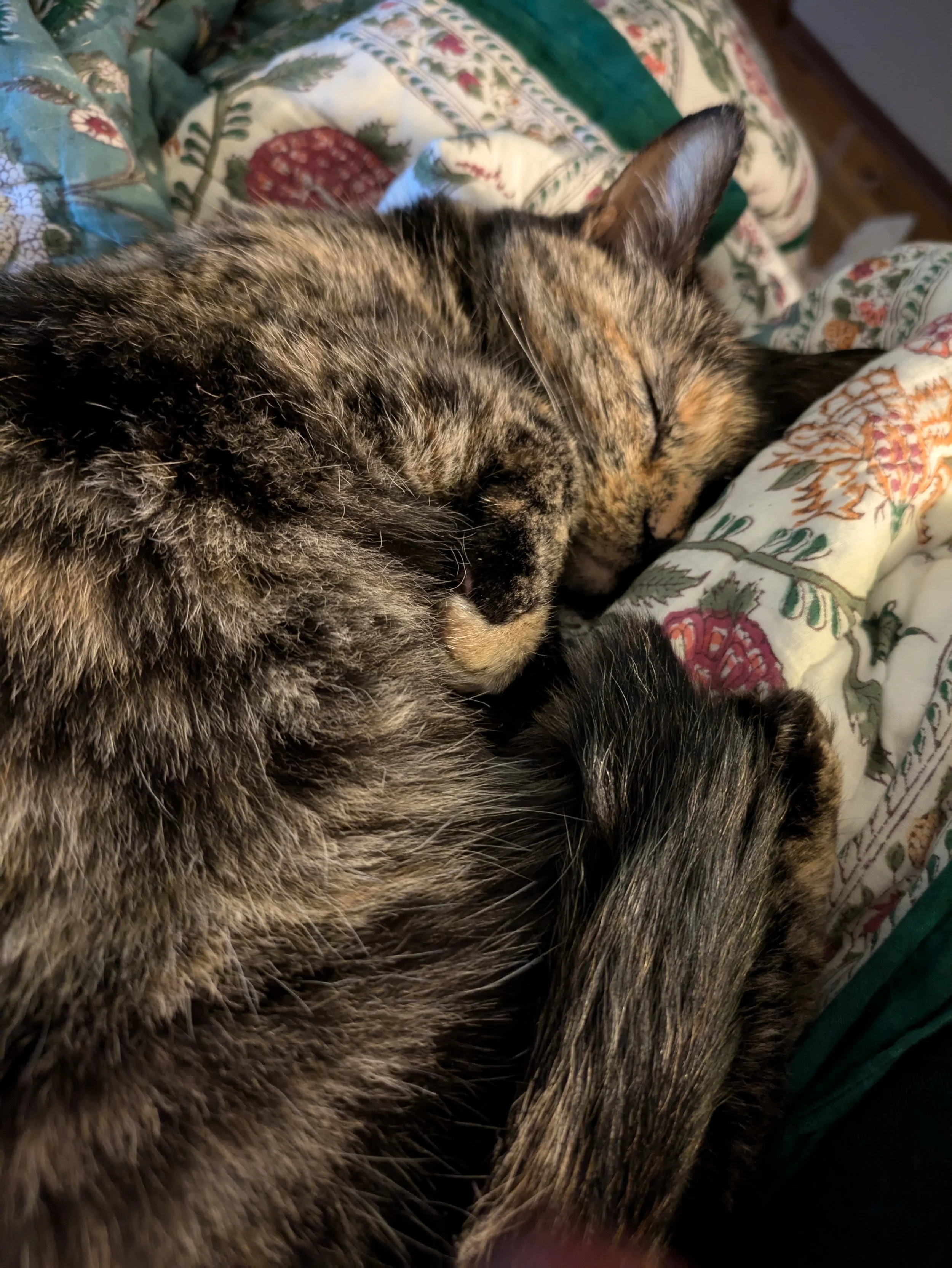Photo of a tortoiseshell cat curled up on a patterned quilt