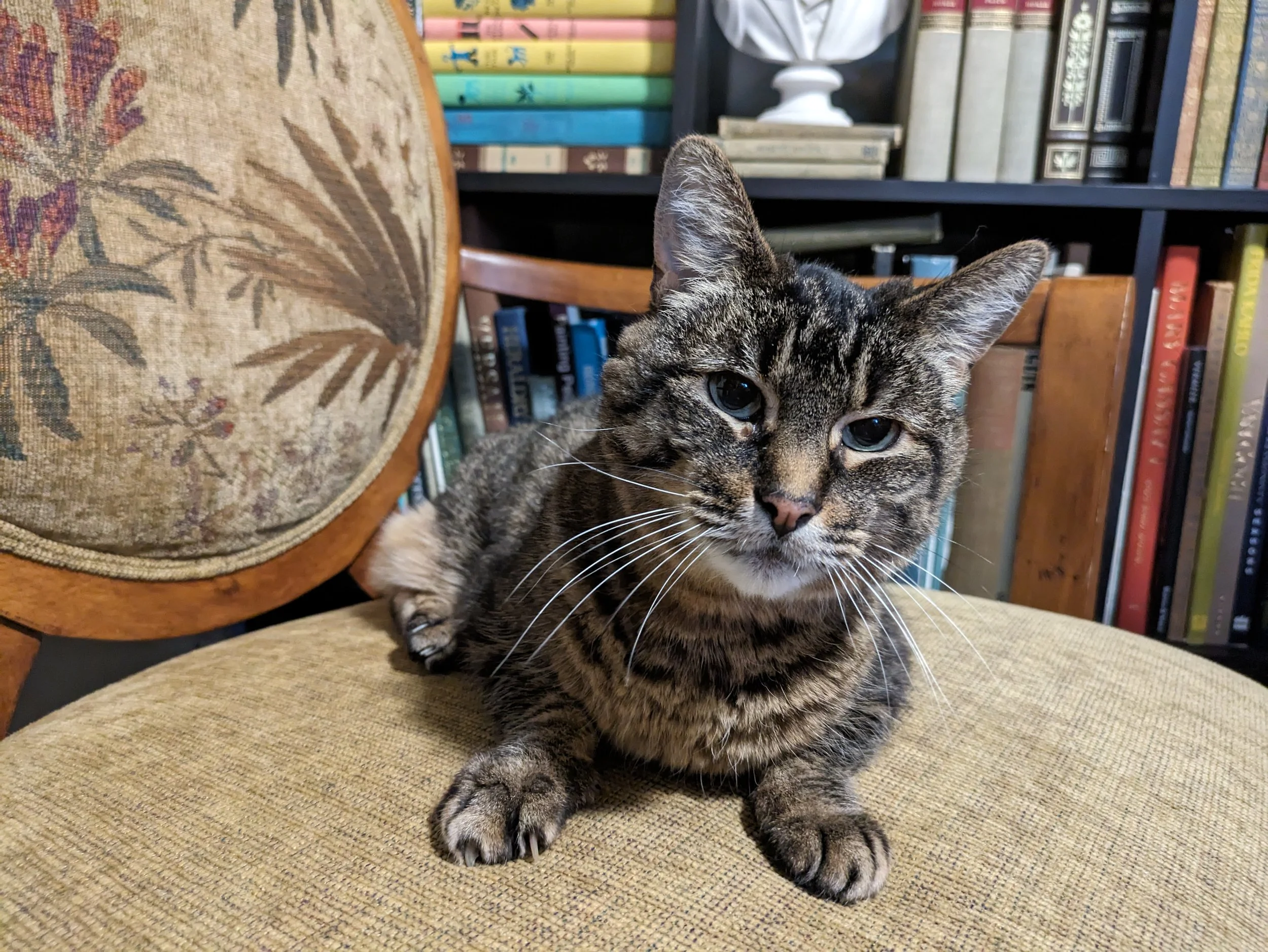 Photo of a brown tabby cat sitting on a chair in front of books