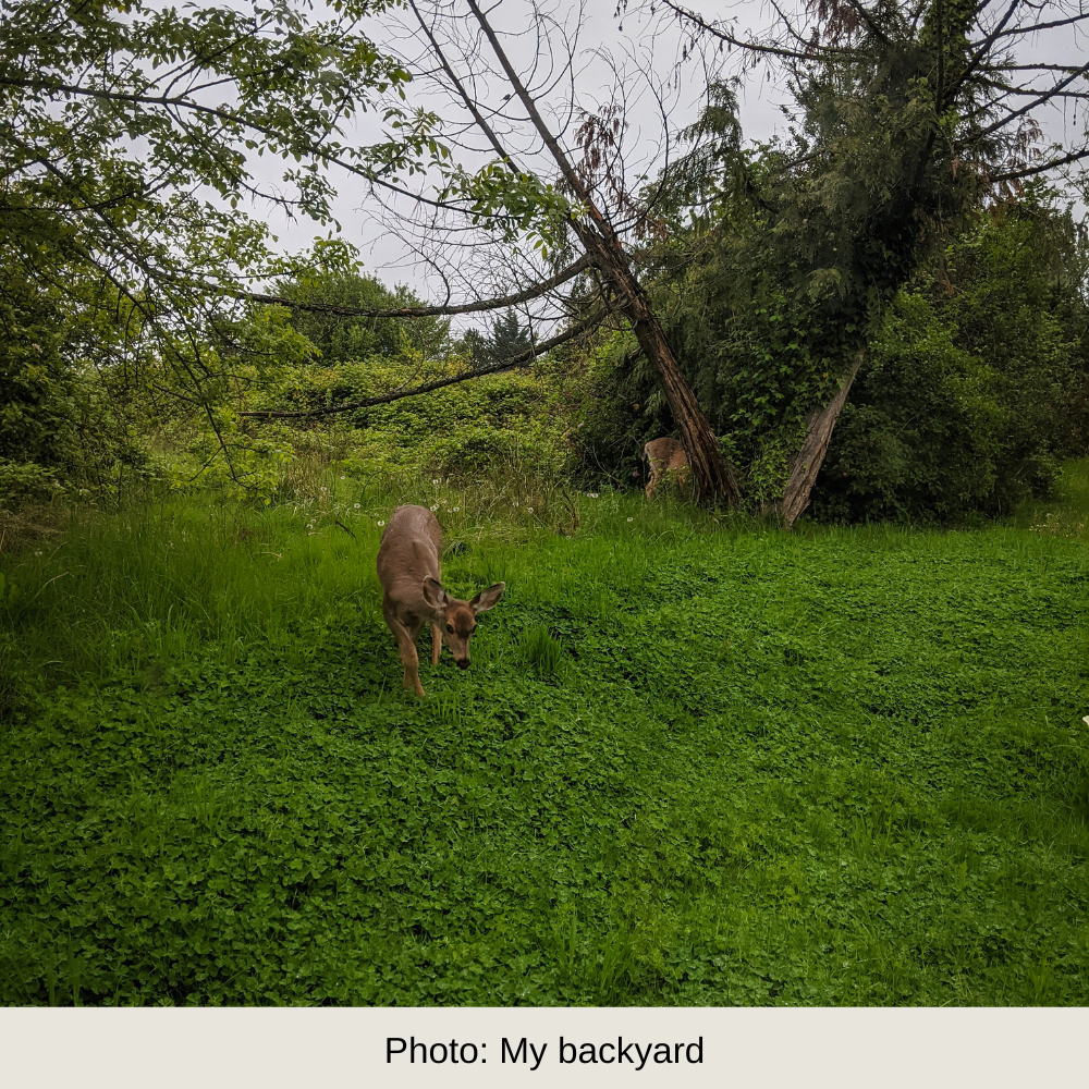 Photo of a curious deer approaching in a grassy yard, caption reads, "Photo: My backyard"