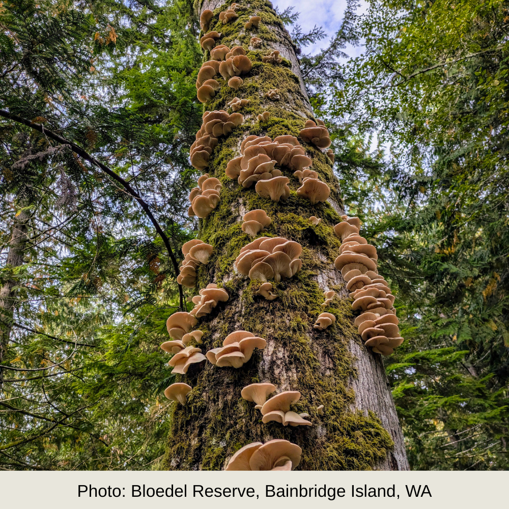 Photo of mushrooms on a mossy tree, caption reads, "Photo: Bloedel Reserve, Bainbridge Island, WA"