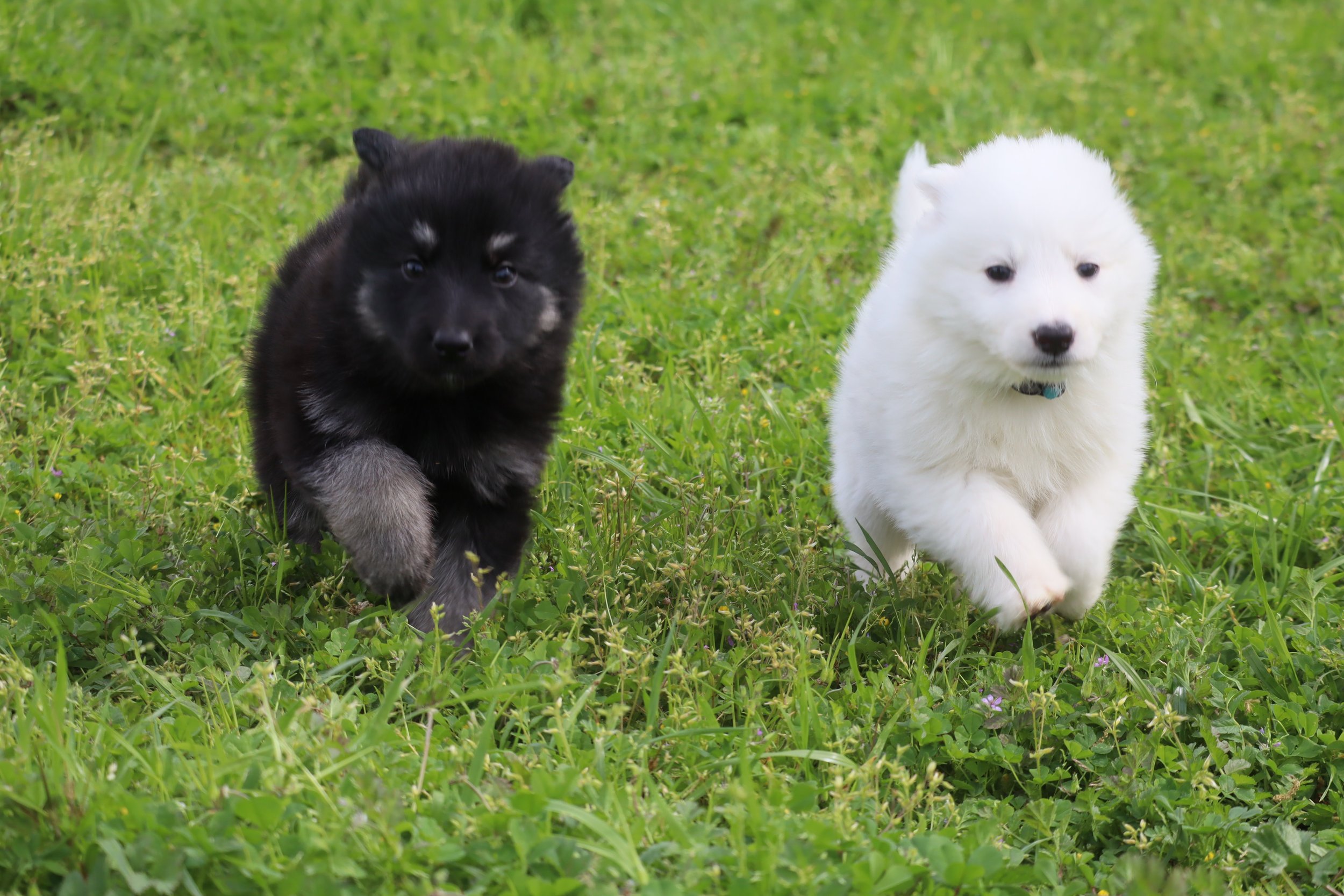 Meet Them Where They Are: Why Your Dog’s Temperament Started Long Before You