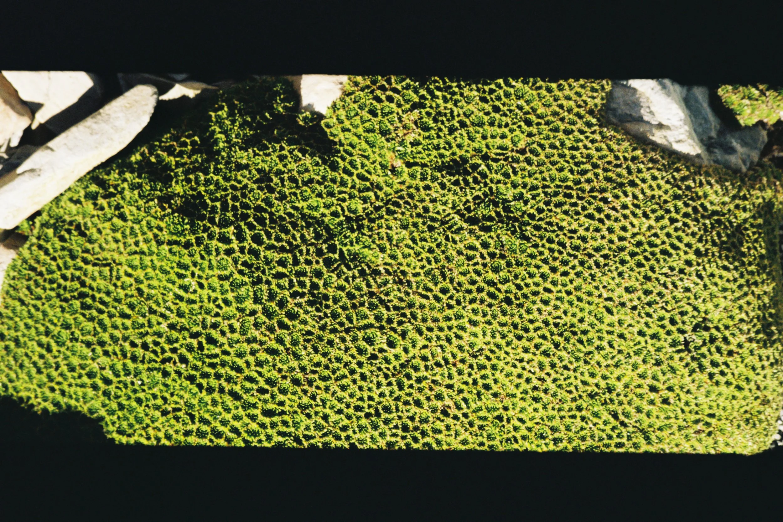 nzfilm2026-9.JPG