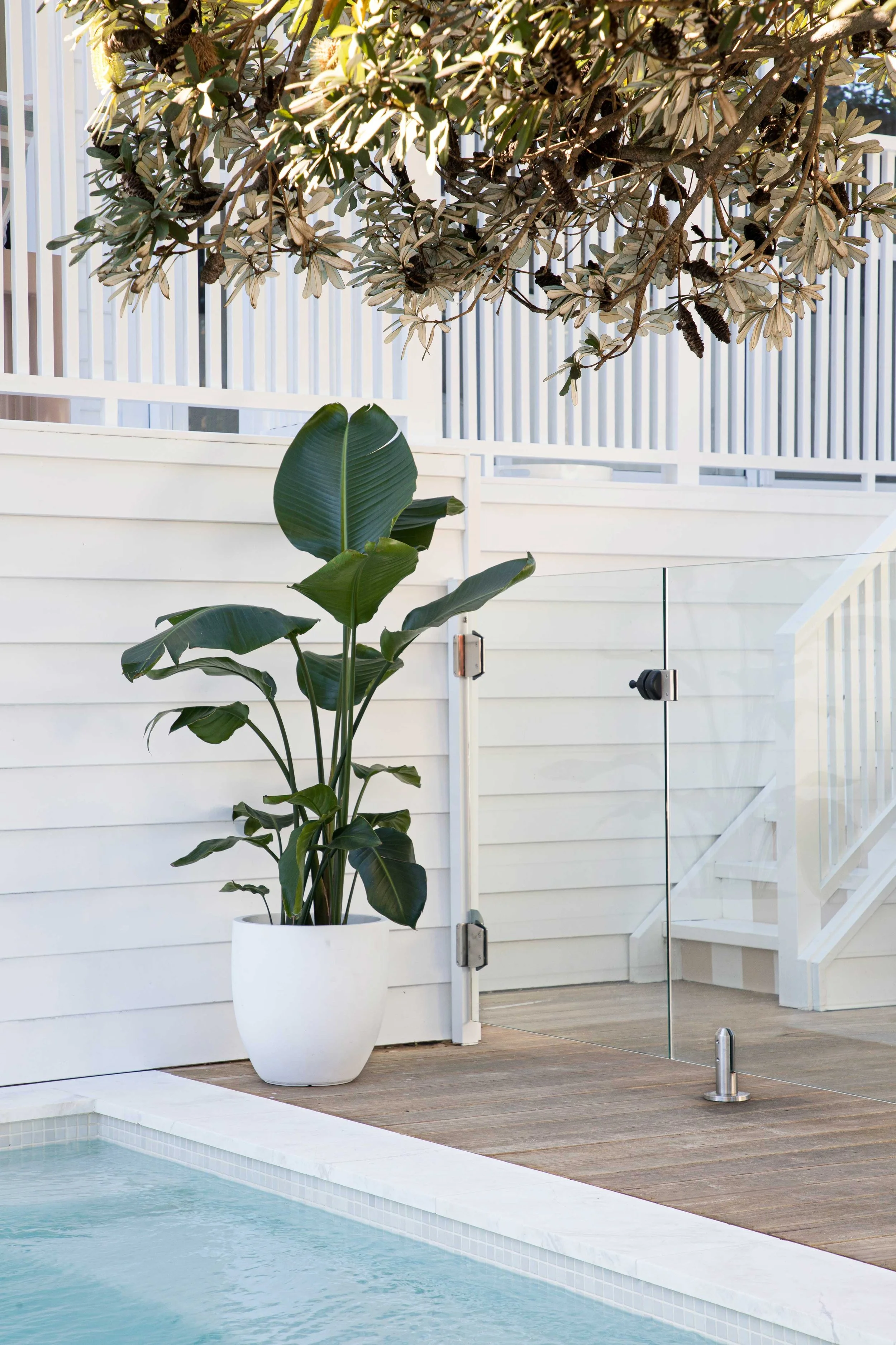 View of a modern backyard pool area with white wooden fencing, potted plants including a banana plant, and a glass pool fence next to a wooden deck with stairs.