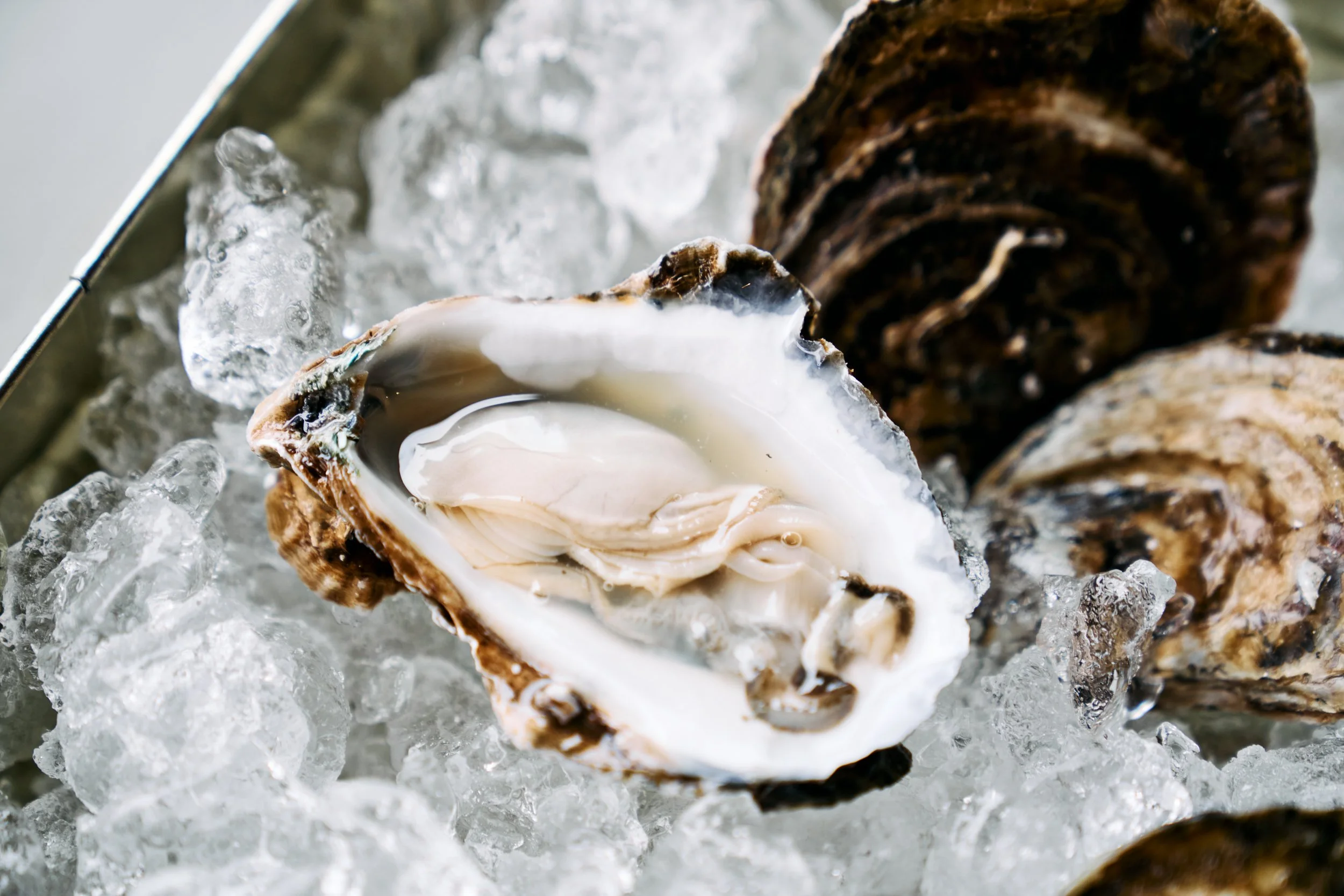 Oysters 101