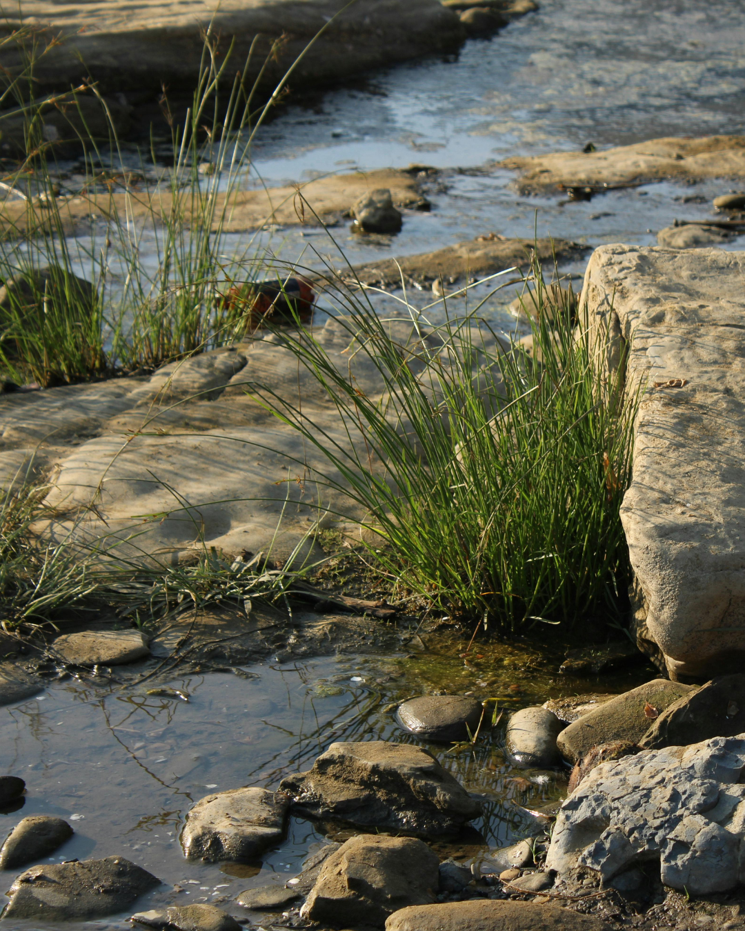 Close-up of a small stream with rocks and green grass growing along the bank.