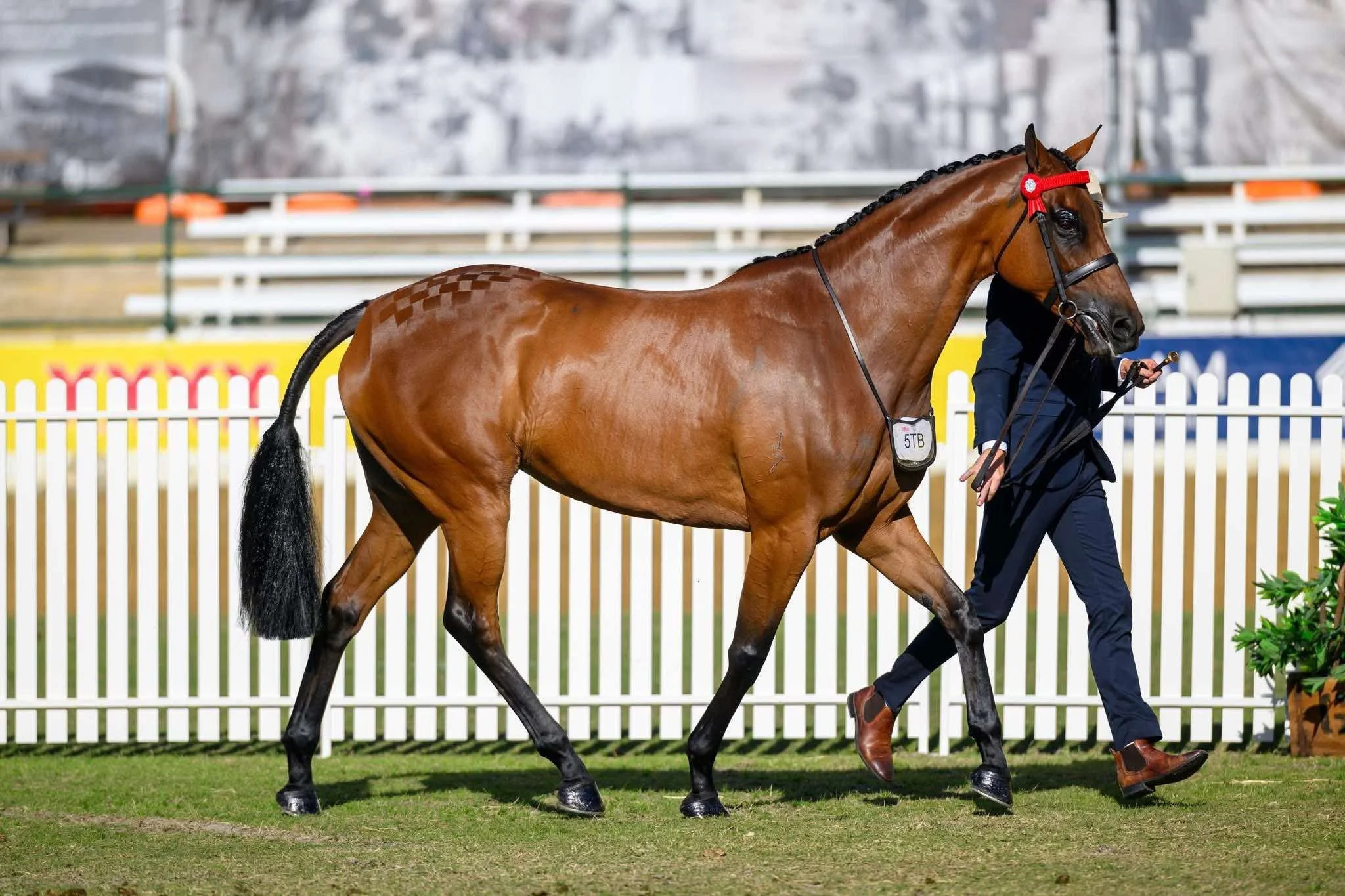 Show horse with a polished coat