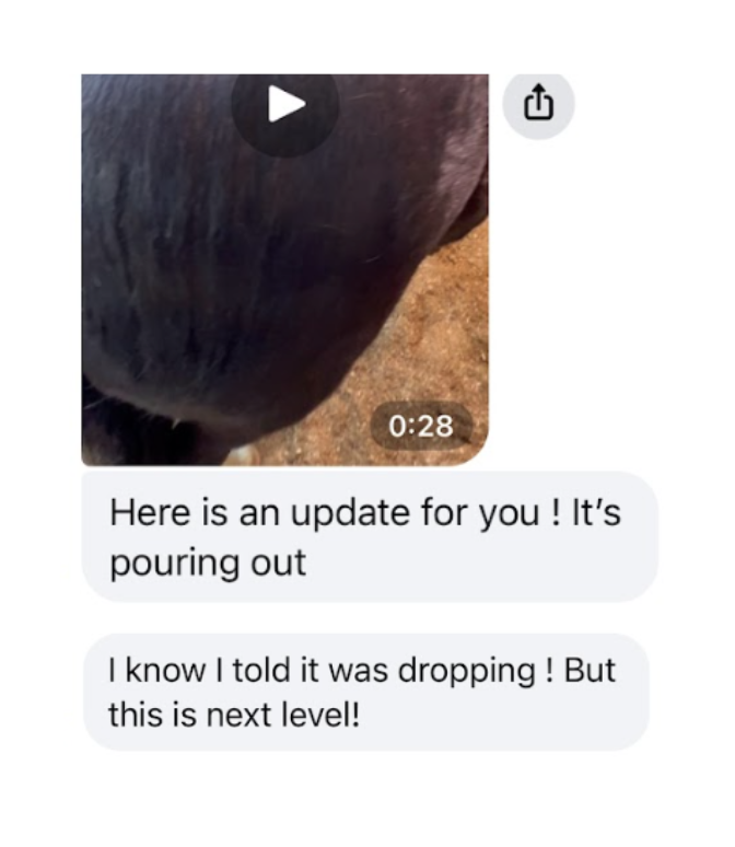 CoatSheda customer review and horse coat result