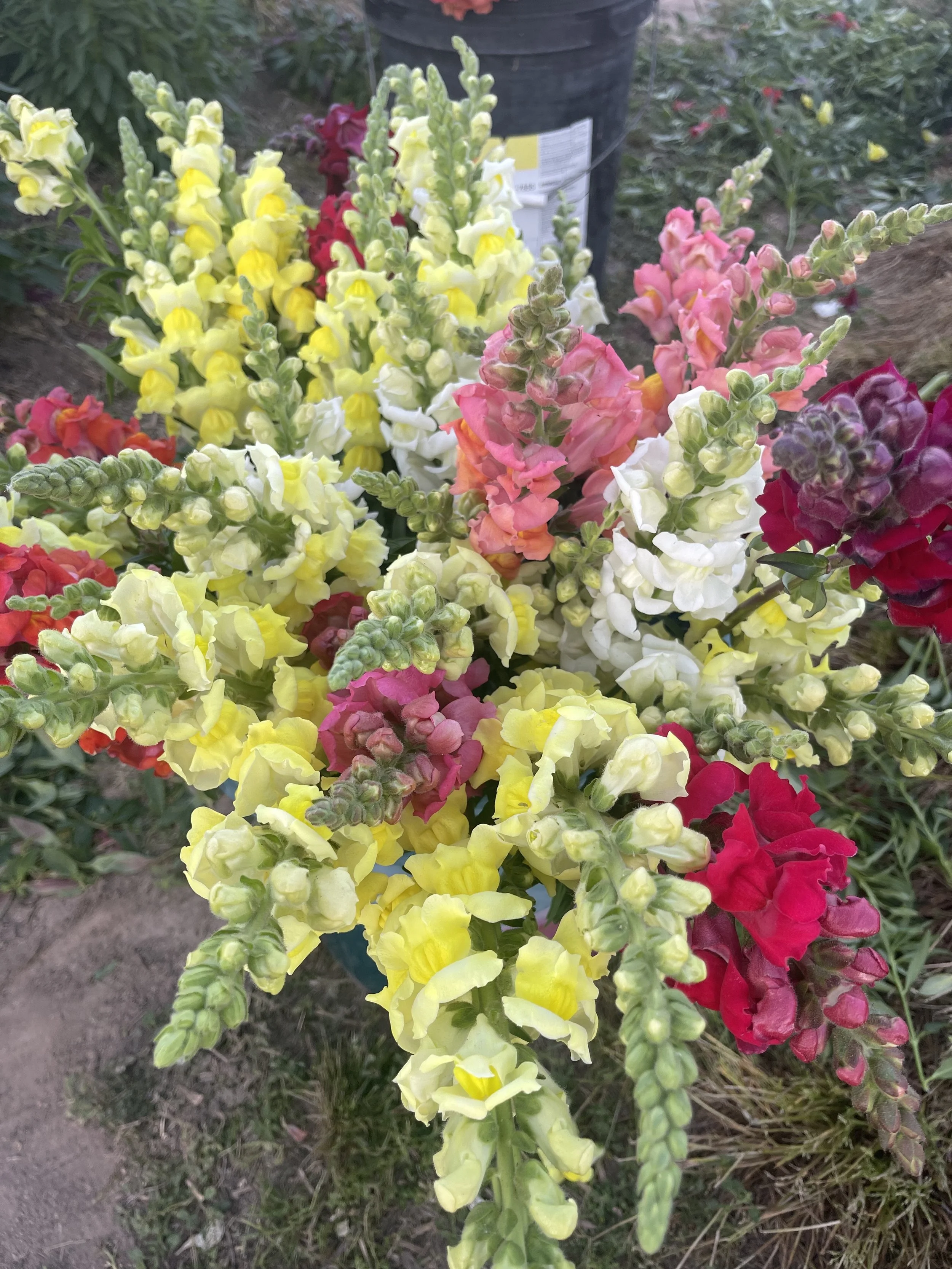 Colorful snapdragon flowers in yellow, pink, white, and red in a garden bed.