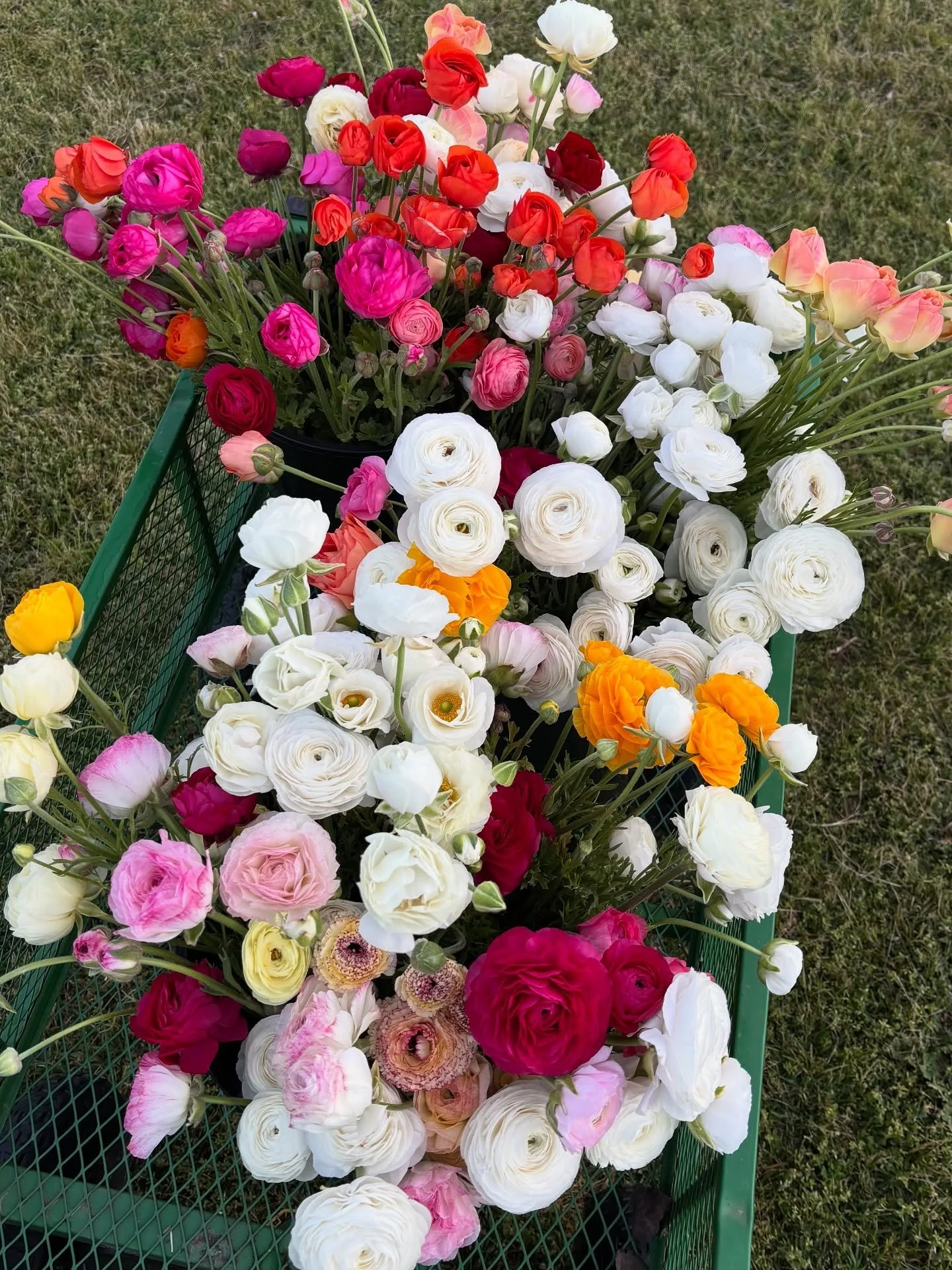 🌸Ranunculus🌸 
These beautiful flowers are in full bloom! 
Each order made this week and next will include these stunning flowers. Order now via www.chelsiefloraldesign.com.au or send me a message to secure your arrangement.🌸🌸 

I feel so grateful