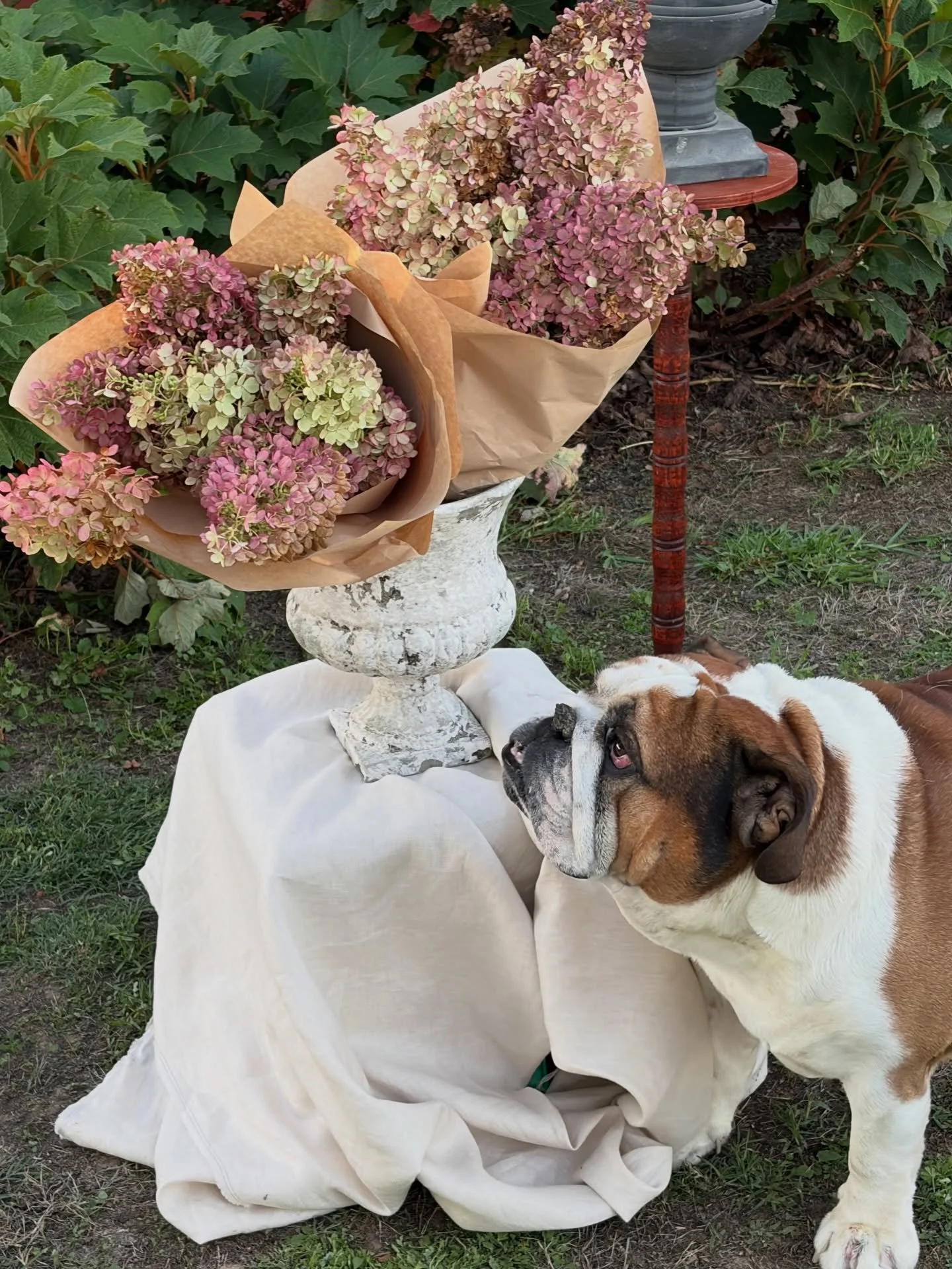 Everlasting paniculata hydrangea bunches available @pembertonpantry this week, limited availability.🌸🌸🌸 #flowers #albury #flowerfarm #florist #alburywodonga