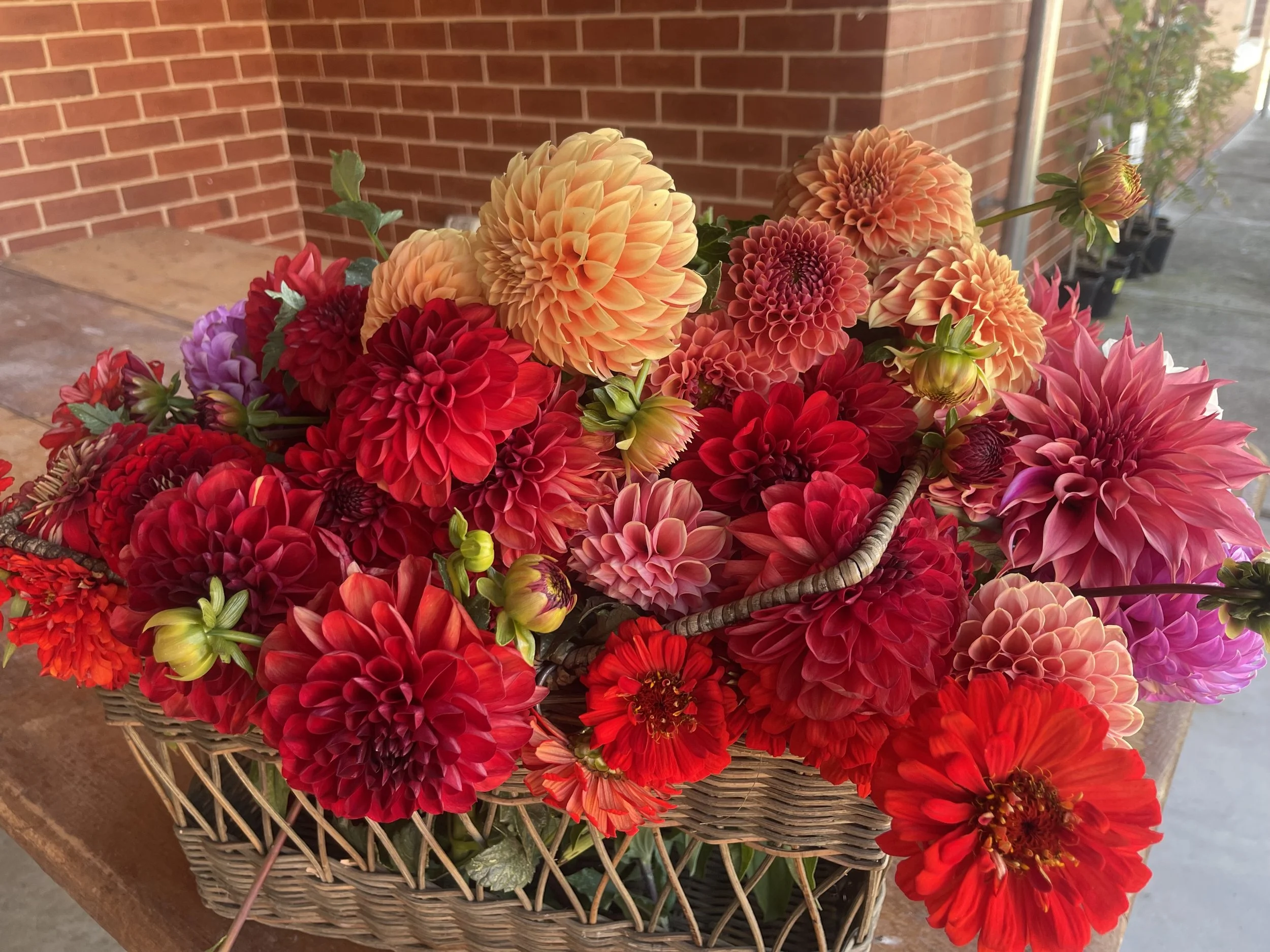 A large wicker basket filled with a colorful assortment of blooming dahlias in shades of red, orange, pink, and purple, placed on a wooden surface outdoors near a brick wall.