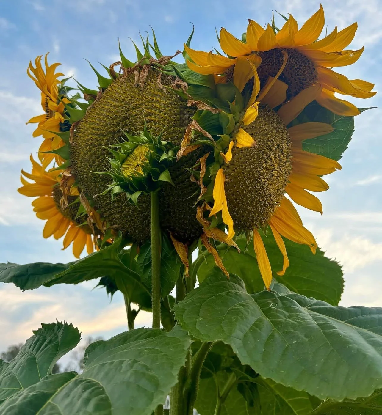 Close-up of a sunflower plant with yellow petals and large green leaves, against a partly cloudy sky background.