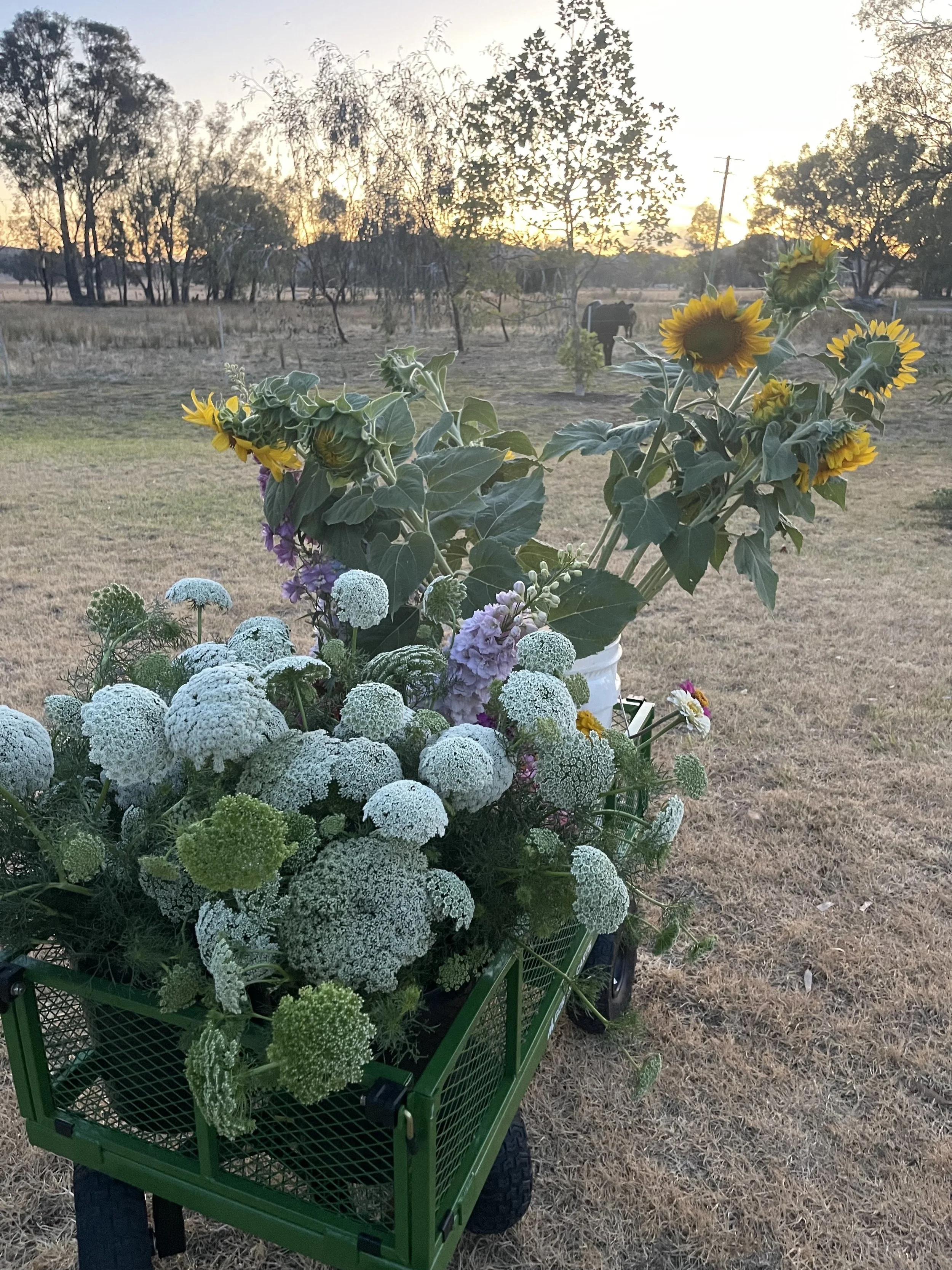 A green wagon filled with white and purple flowers, along with tall sunflowers, on a dry grassy field at sunset, with trees and a cow in the background.