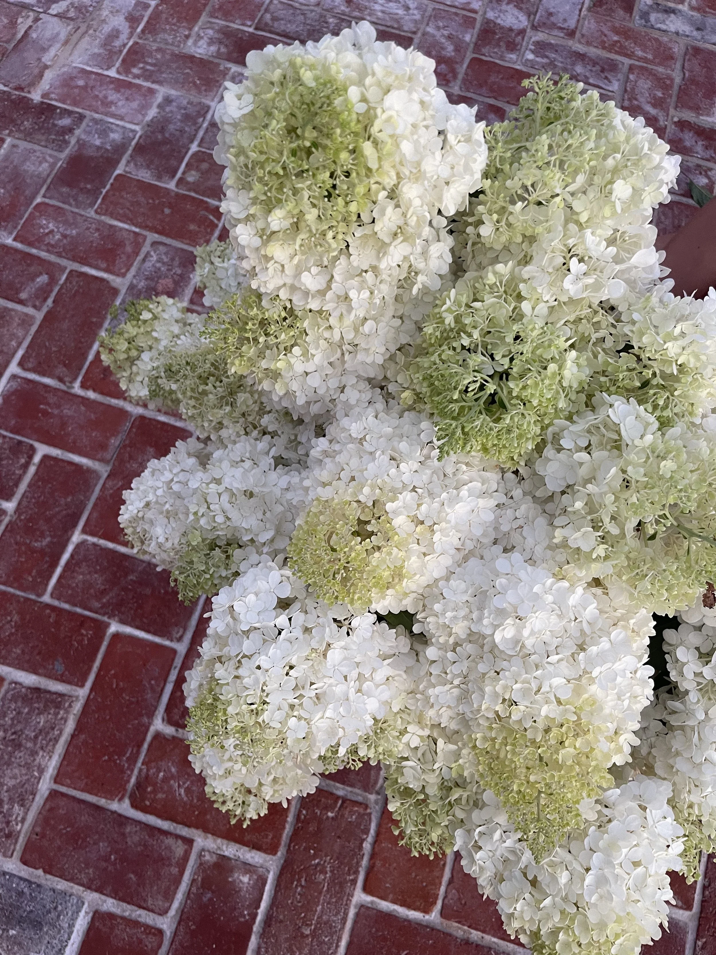 White hydrangea flowers on a red brick surface.