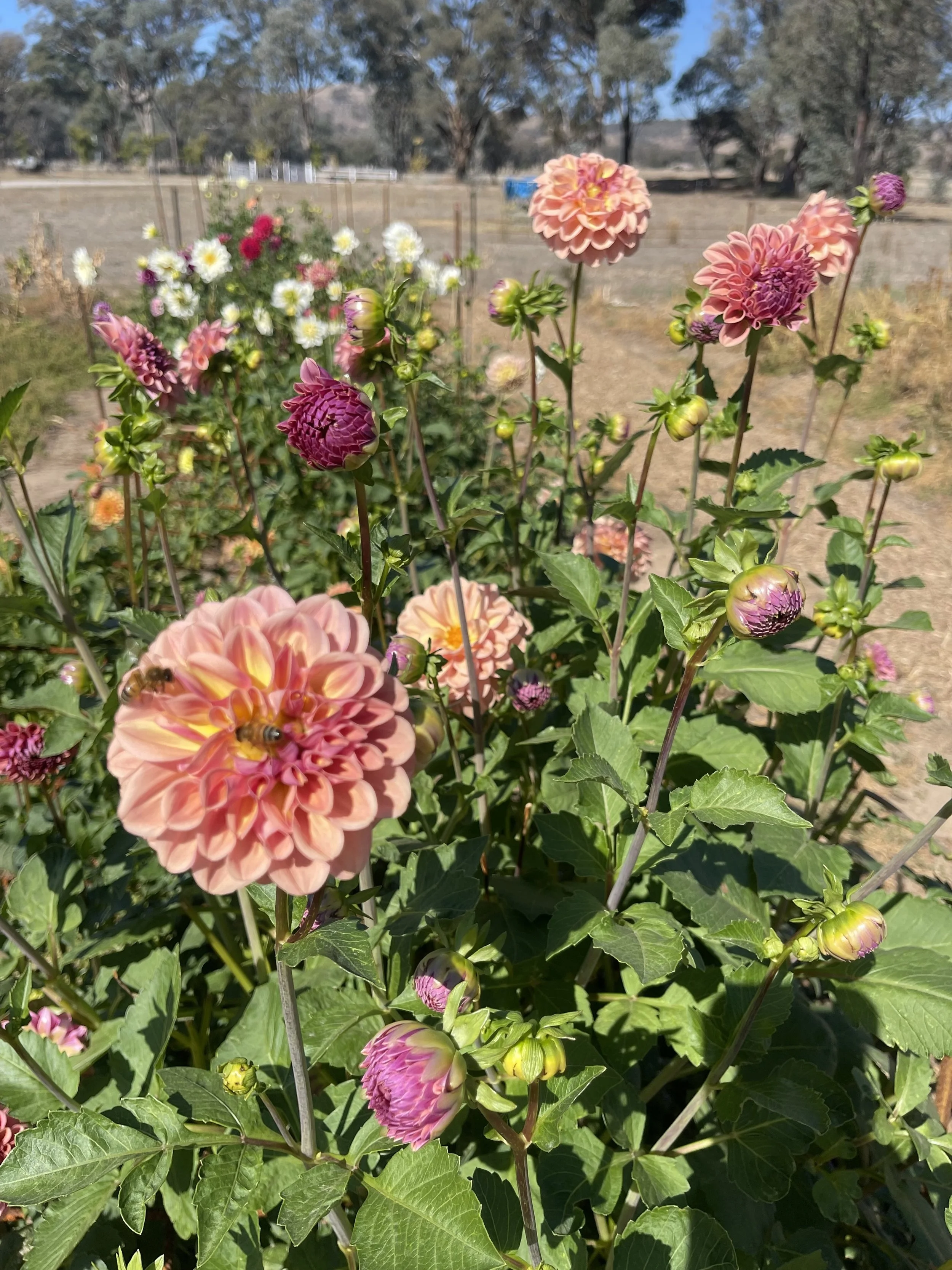 Close-up of colorful garden dahlias with bees on some flowers, in a sunny outdoor setting.