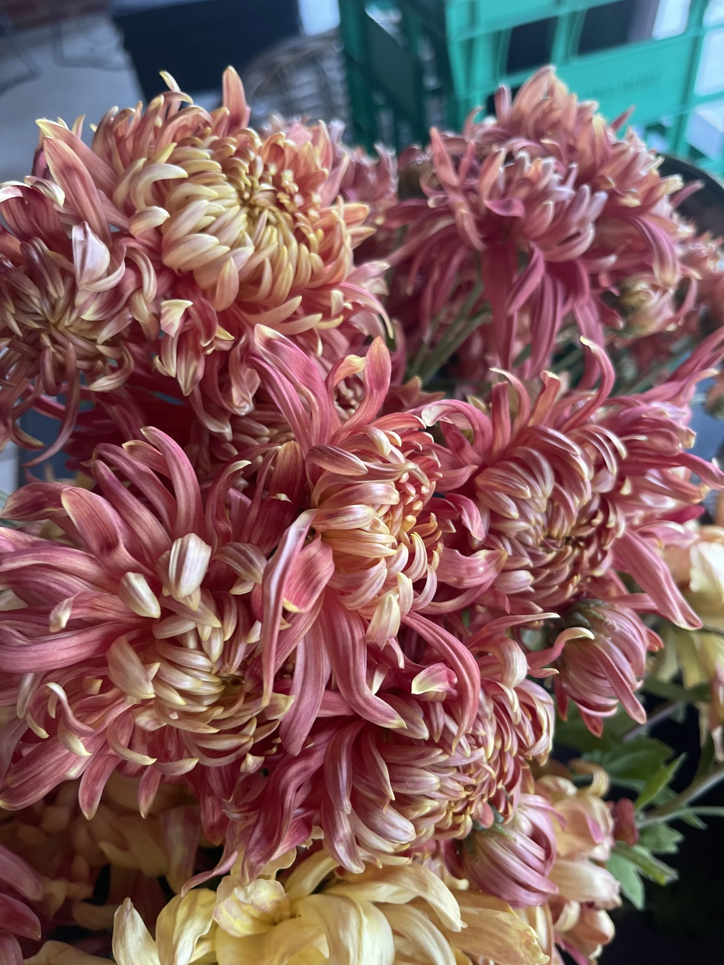Close-up of pink, cream, and yellow chrysanthemums in a bouquet.