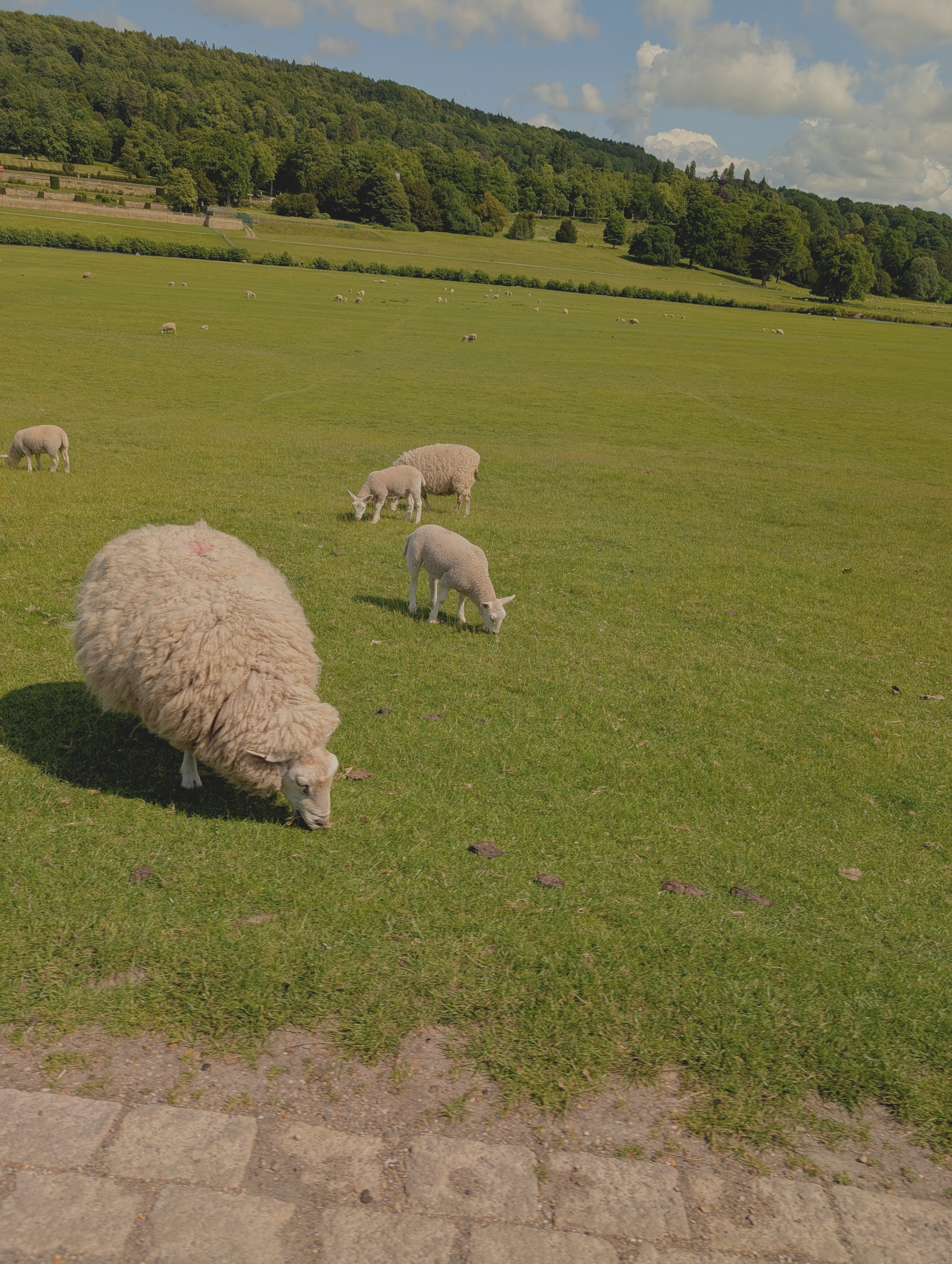 Untitled design (24).png