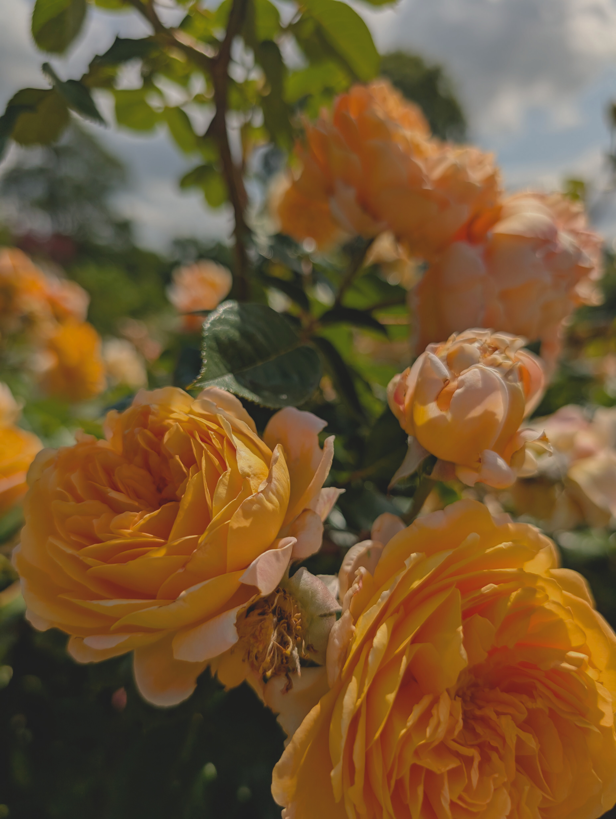 Untitled design (16).png