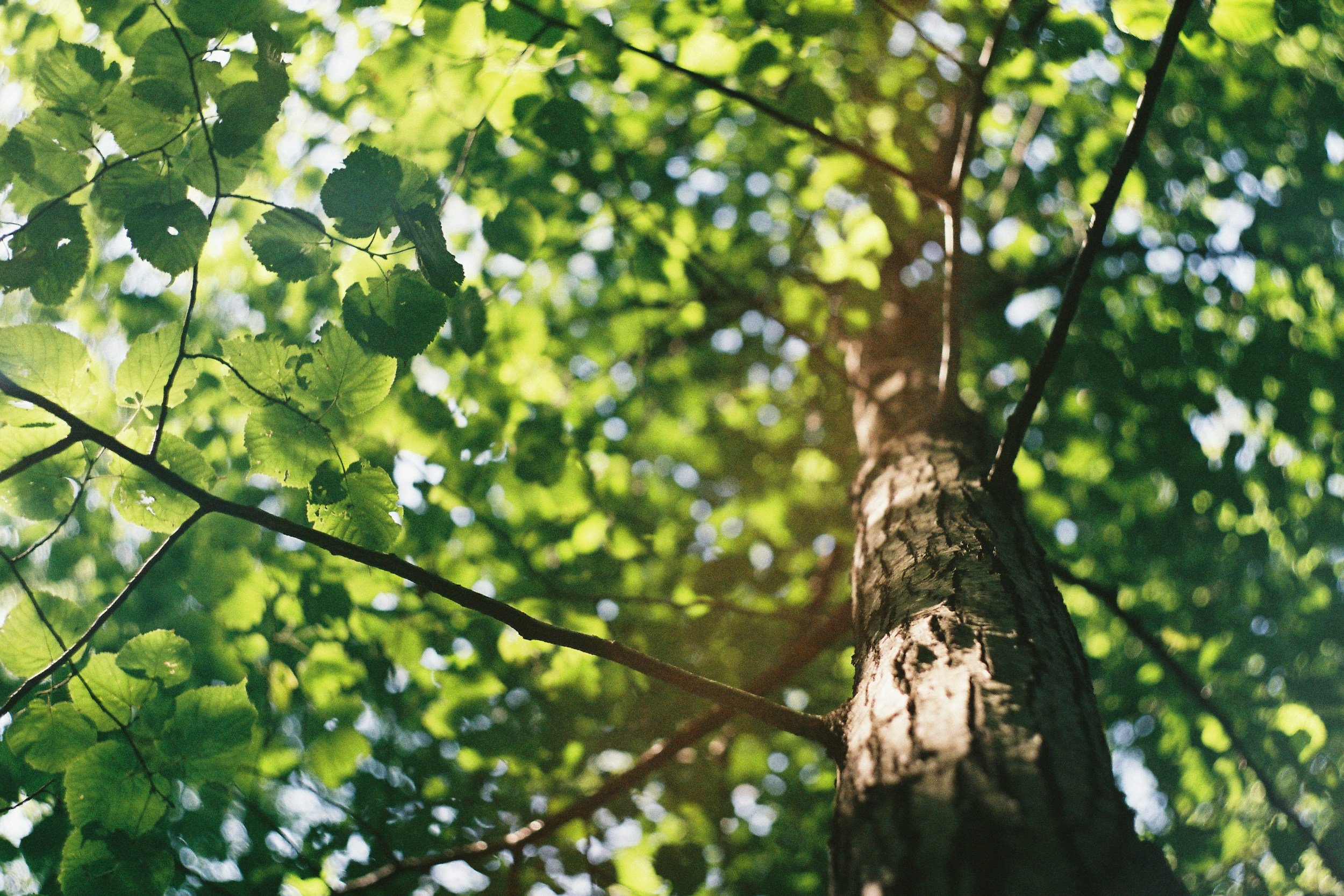 Looking up at a tall tree with rough bark and green leaves, with sunlight filtering through the foliage.