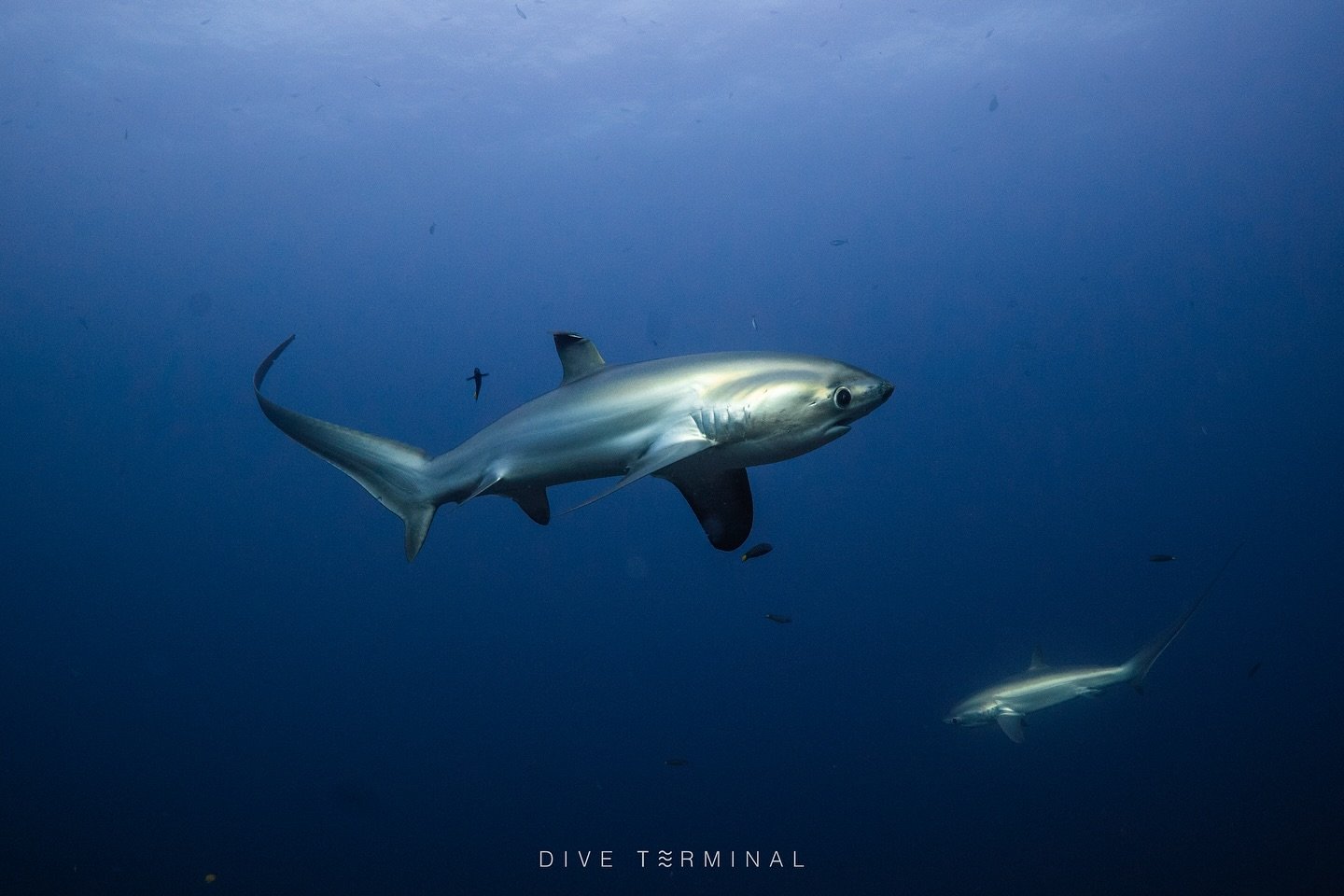 📍 Malapascua &mdash; ดินแดนแห่งฉลามหางยาว Thresher Shark
ดำน้ำได้ง่าย 🫧 น้ำใสแจ๋ว 🦈 เจอชาร์คเกือบทุกเช้า!
และที่สำคัญ&hellip; ลางานแค่ 2 วันก็ไปได้!

📅 ทริปจัดเต็ม 2 รอบ:
👉 26 ก.พ. &ndash; 3 มี.ค. (หยุดมาฆะ)
👉 10 &ndash; 15 เม.ย. (หยุดสงกรานต์)