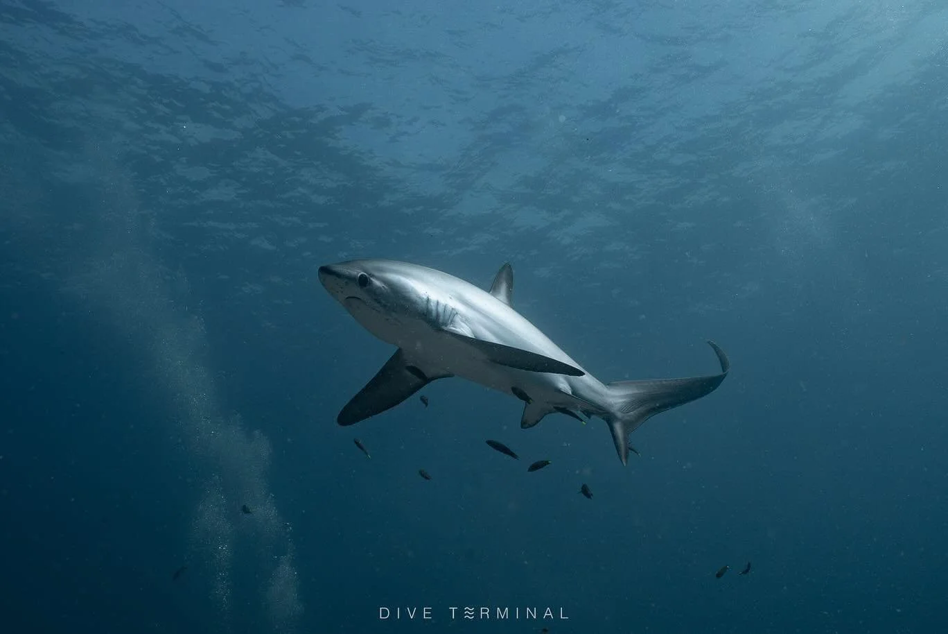📍 Malapascua &mdash; ดินแดนแห่งฉลามหางยาว Thresher Shark
📅 ทริปจัดเต็ม 2 รอบ:
👉 26 ก.พ. &ndash; 3 มี.ค. (หยุดมาฆะ)
👉 10 &ndash; 15 เม.ย. (หยุดสงกรานต์)

ดำน้ำได้ง่าย 🫧 น้ำใสแจ๋ว 🦈 เจอชาร์คเกือบทุกเช้า!
และที่สำคัญ&hellip; ลางานแค่ 2 วันก็ไปได้!