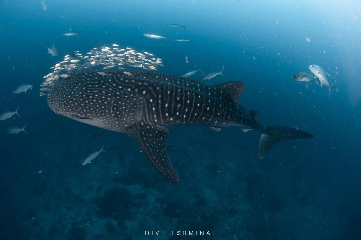 🌊🐋 Losin ถิ่นฉลามวาฬของจริง!
มากับ Dive Terminal  100% ไม่มีพลาด 😎💯
ทั้งโลกใต้น้ำสุดอลัง บอกเลย&hellip;นี่แหละทริปดำน้ำที่ต้องมา! 🧜&zwj;♂️✨

#DiveTerminal #LosinWhaleShark #ดำน้ำไม่มีพลาด #DiveTrip2025
