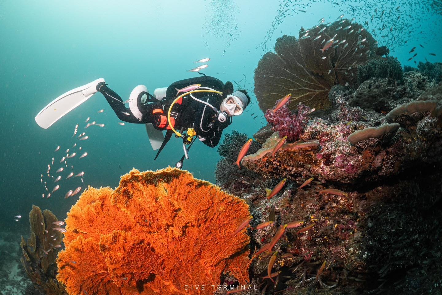 อันดามันเหนือ สวยสะท้าน🤩 เป็นรูท ในดวงใจของใครหลายๆคน 🥰 แล้วเราจะรออะไร ไปรวม 🔓 Unlock กับเรา Dive Terminal กัน 
🥰2025
(17)18-21(22) Dec 2025 Summer Liveaboard

😍2026
(4)5-8(9) Feb 2026 Aquarian Liveaboard
(18)19-22(23) Mar 2026 Aquarian Liveabo