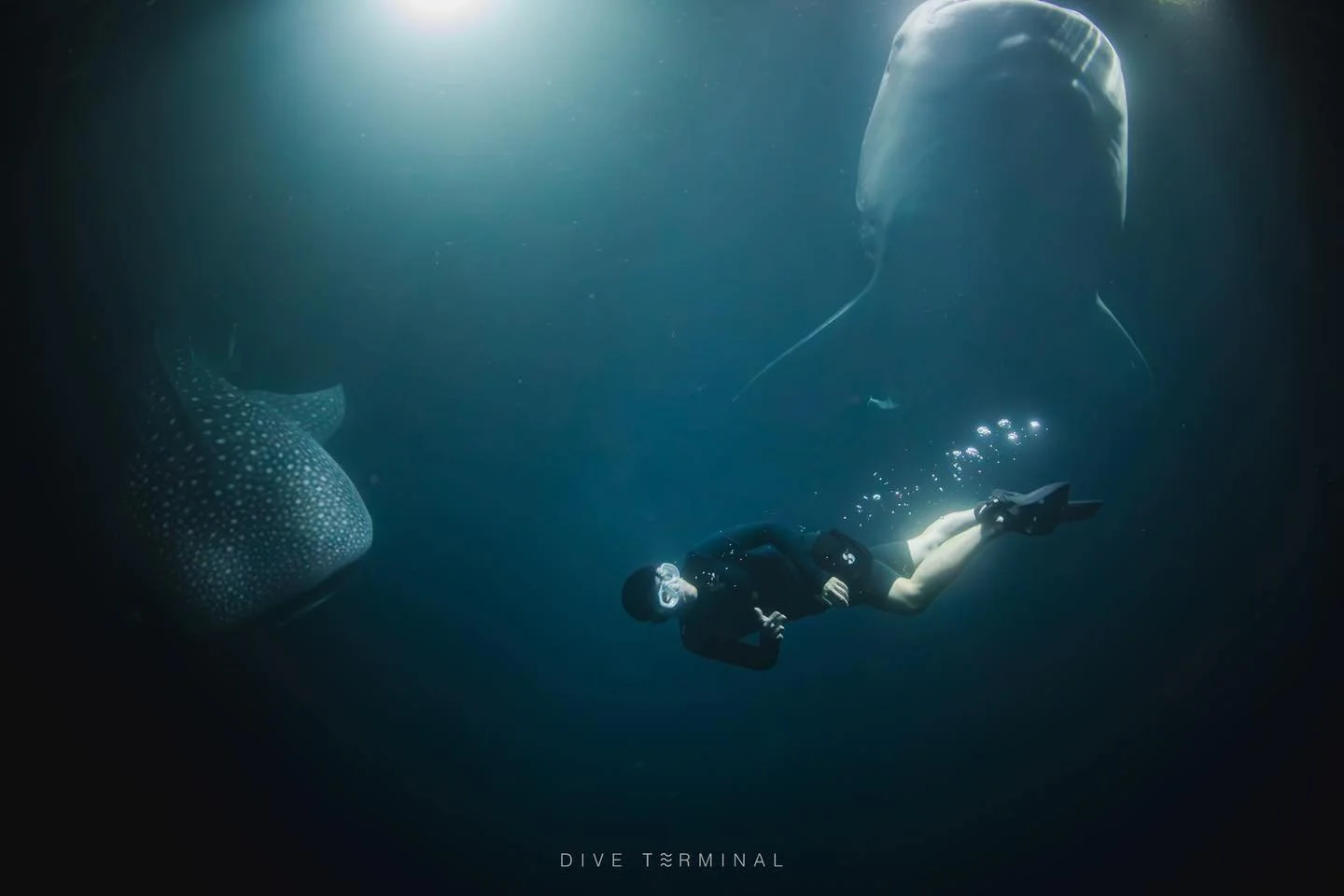 🌊 มัลดีฟส์ ดียังไง? ทำไมต้องไปดำน้ำสักครั้งในชีวิต! 🇲🇻
🤩2026
🥰(4)5-10(11) April 2026 Best of Maldives (Fully)
🥰(11)12-17(18) April 2026 Best of Maldives
🥰(5)6-11(12) Dec 2026 Best of Maldives

ใครฝันอยากเจอฉลามวาฬ Manta โรนัน  หรือฝูงปลาล้อมรอ