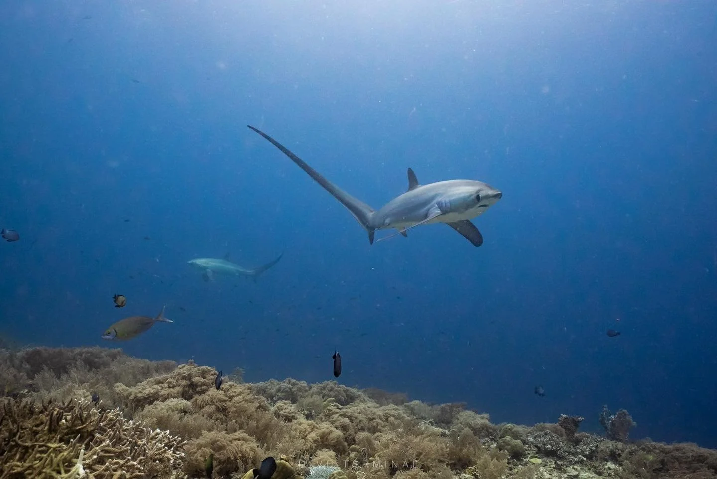 📍 Malapascua &mdash; ดินแดนแห่งฉลามหางยาว Thresher Shark
📅 ทริปจัดเต็ม 2 รอบ:
👉 26 ก.พ. &ndash; 3 มี.ค. (หยุดมาฆะ)
👉 10 &ndash; 15 เม.ย. (หยุดสงกรานต์)

ดำน้ำได้ง่าย 🫧 น้ำใสแจ๋ว 🦈 เจอชาร์คเกือบทุกเช้า!
และที่สำคัญ&hellip; ลางานแค่ 2 วันก็ไปได้!