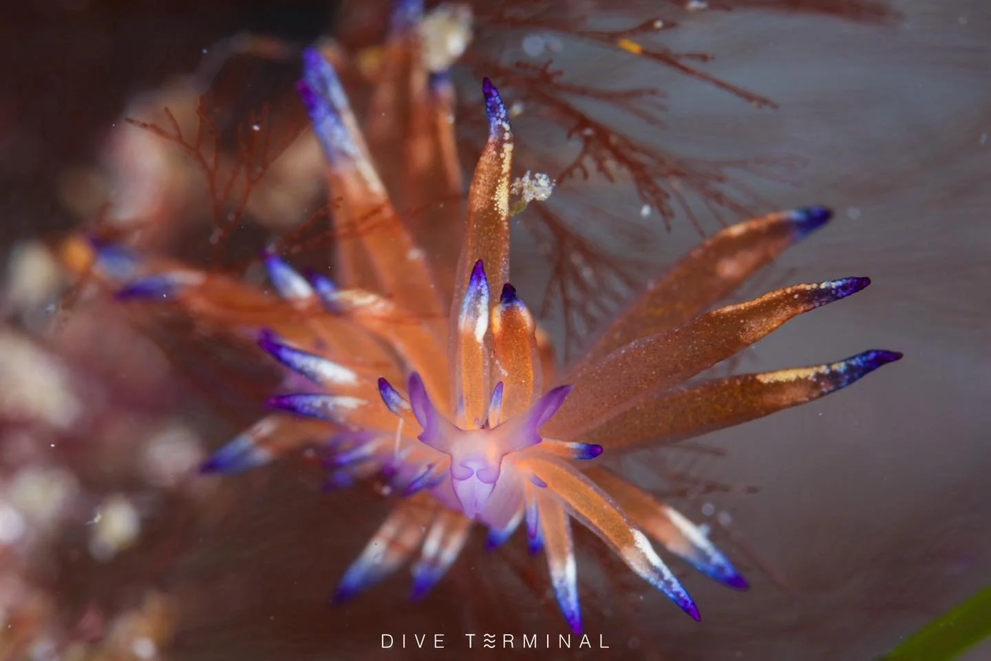 Anilao &mdash; จุดดำน้ำที่คนทั้งโลกพูดถึง 🌍
Dive Terminal พาไปสัมผัสโลกใต้น้ำที่สวยจนลืมหายใจ 💙

🎉(3)4-7(8) Mar 26 Anilao 2026 

ที่นี่คือ สวรรค์ของสาย Nudi ตัวจิ๋วสีสดที่ซ่อนอยู่ตามแนวปะการัง 
แต่ละ Dive คือการล่าขุมทรัพย์ใต้ทะเลที่ไม่มีที่ไหนเหม