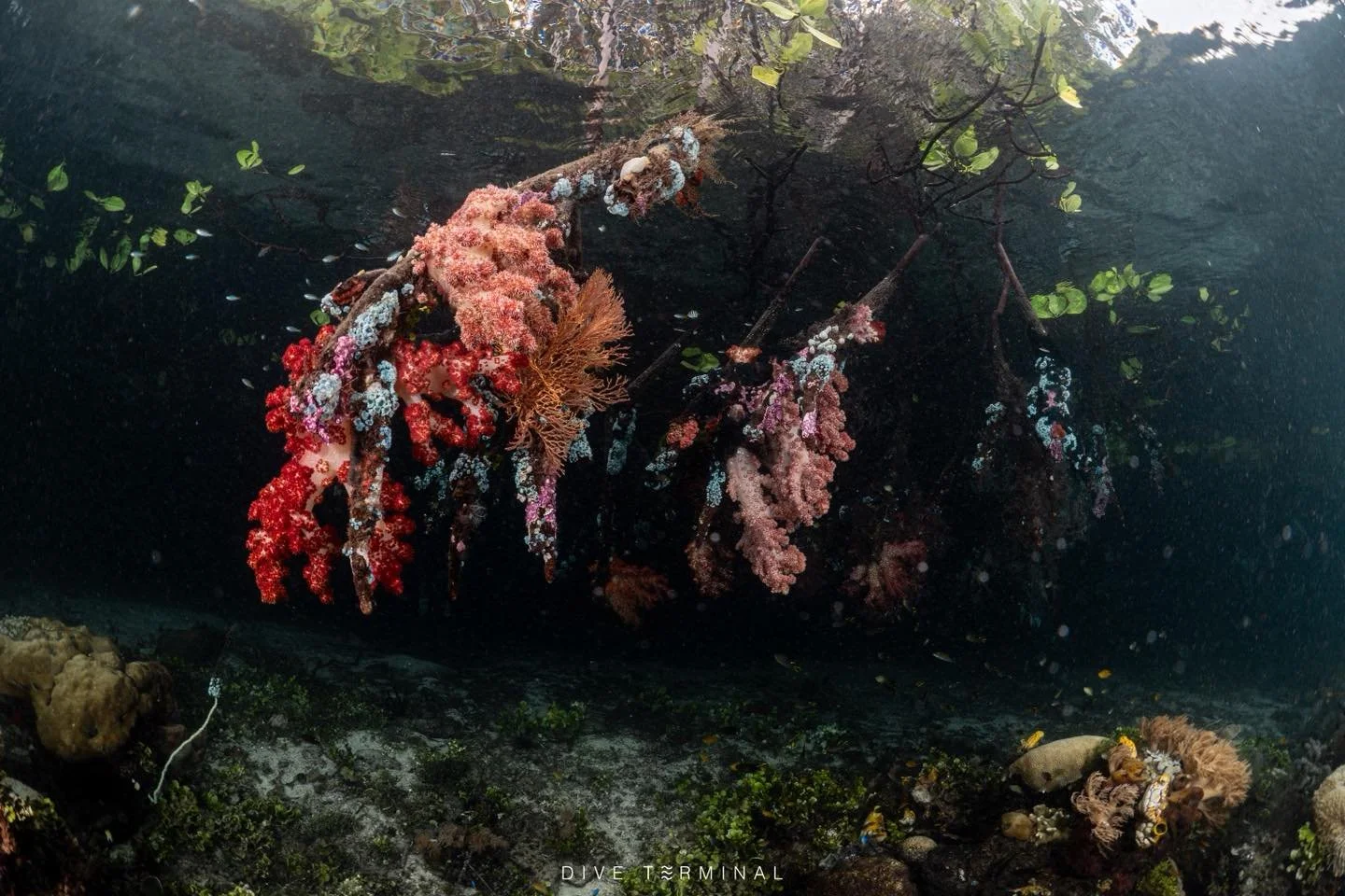 Raja Ampat The Last Paradise🤩 มุมไหนก็สวย ทำกล้องตกหยิบขึ้นมา คลิปที่ได้ยังสวย 
📌(10)11-18(19) Apr 2026 Songkran day🤩🤩
📌 (27)28 Dec 2026 &ndash; 4(5) Jan 2027 New Year 2027🥰
ลางานน้อยมาก 

😍Raja Ampat ถิ่น Wobbegong Shark 
😍มาราชาอัมพัตต้องมา