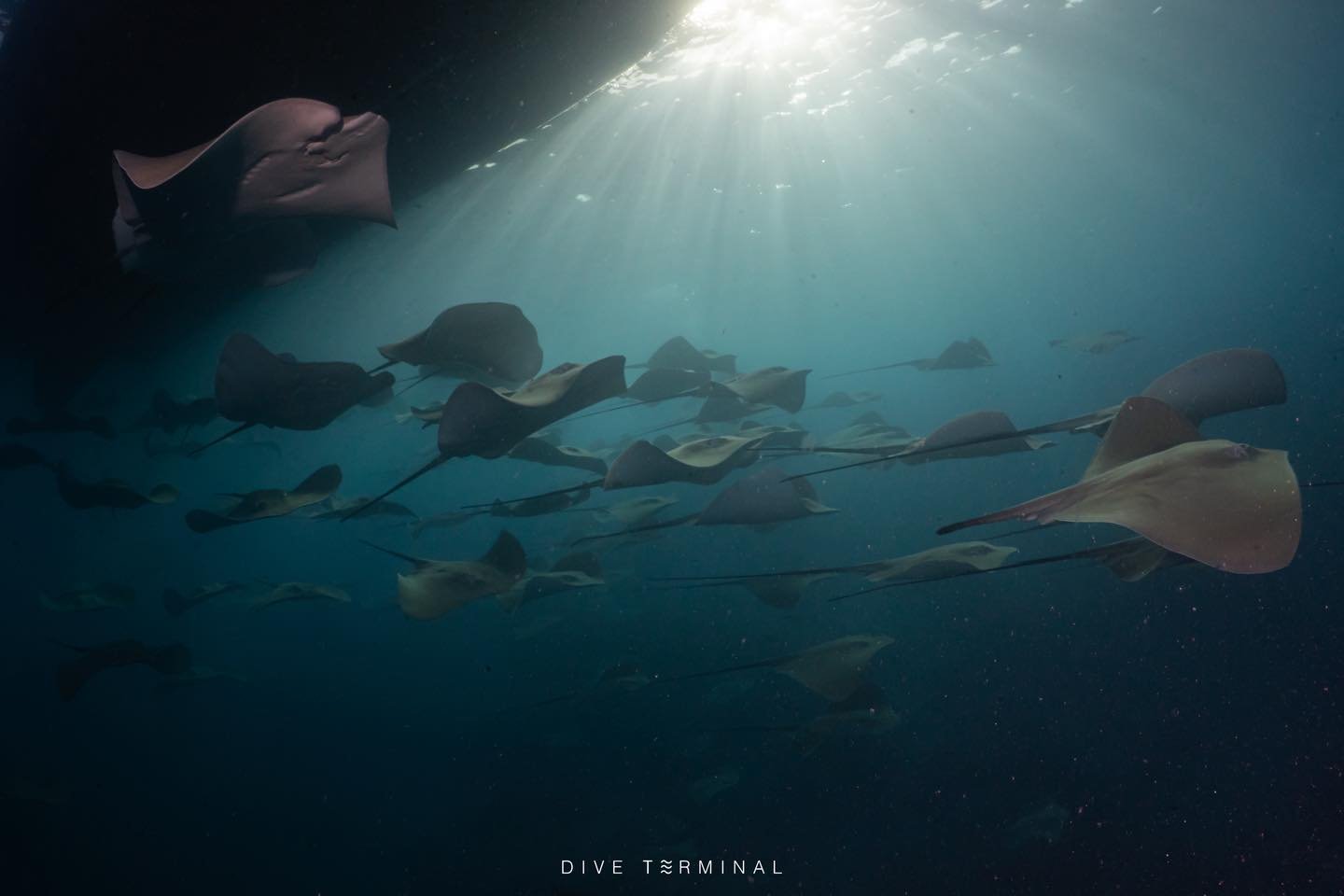 🌊 มัลดีฟส์ ดียังไง? ทำไมต้องไปดำน้ำสักครั้งในชีวิต! 🇲🇻
🤩2026

🥰(11)12-17(18) April 2026 Best of Maldives
🥰(5)6-11(12) Dec 2026 Best of Maldives

ใครฝันอยากเจอฉลามวาฬ Manta โรนัน  หรือฝูงปลาล้อมรอบ 360 องศาและอีกเพียบ &mdash; มัลดีฟส์คือ &ldquo;