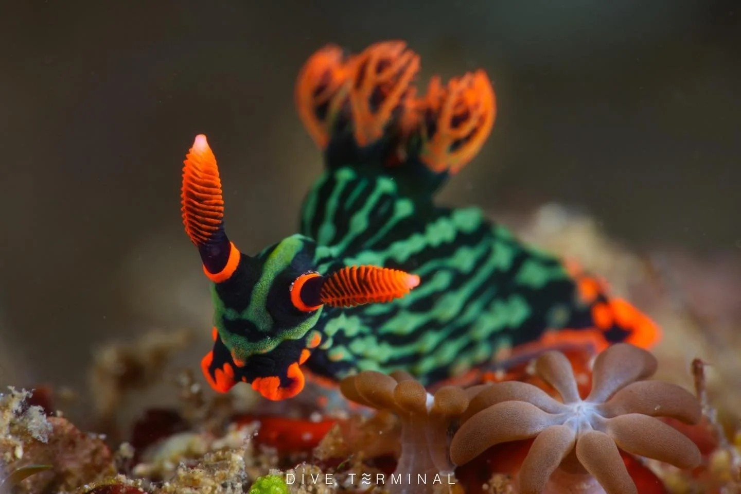 🎉(3)4-7(8) Mar 26 Anilao 2026 1190 Usd

Anilao &mdash; จุดดำน้ำที่คนทั้งโลกพูดถึง 🌍
Dive Terminal พาไปสัมผัสโลกใต้น้ำที่สวยจนลืมหายใจ 💙

ที่นี่คือ สวรรค์ของสาย Nudi ตัวจิ๋วสีสดที่ซ่อนอยู่ตามแนวปะการัง 
แต่ละ Dive คือการล่าขุมทรัพย์ใต้ทะเลที่ไม่มีท