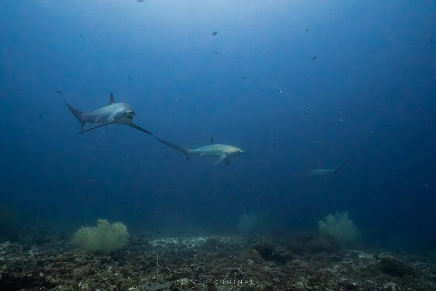 👉 26 ก.พ. &ndash; 3 มี.ค. (หยุดมาฆะ)
👉 10 &ndash; 15 เม.ย. (หยุดสงกรานต์)

📍 Malapascua &mdash; ดินแดนแห่งฉลามหางยาว Thresher Shark

ดำน้ำได้ง่าย 🫧 น้ำใสแจ๋ว 🦈 เจอชาร์คเกือบทุกเช้า!
และที่สำคัญ&hellip; ลางานแค่ 2 วันก็ไปได้!

🔥 จุดเด่นของ Malap