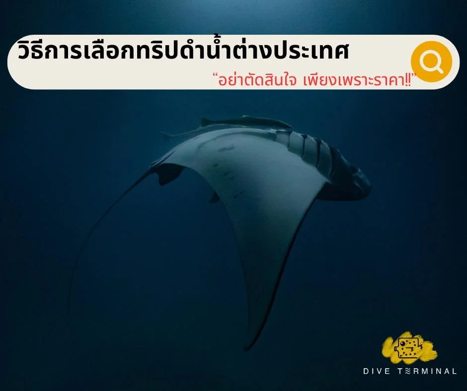 ✅วิธีการเลือกทริปดำน้ำต่างประเทศ &rdquo;อย่าตัดสินใจ เพียงเพราะราคา!!&ldquo;💸
🤩หลายๆคน คงมีคำถามมากมายในหัว ว่าอยากจะไปทริปต่างประเทศ จะเลือกยังไงดี วันนี้ Dive Terminal มีคำตอบ🥰
- เลือกจากความชอบ ต้องรู้ว่าตัวเราเองนั้น อยากได้อะไร เช่น Unlock🔓 