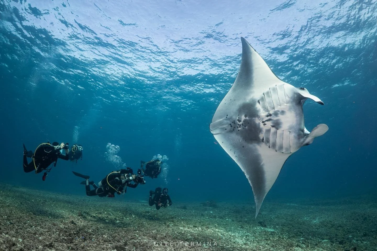 Manta Alley  ซอยแมนต้า ทริปนี้เจอฉ่ำ 20+ Komodo พีคจิ้ง
🤩Komodo ที่ติดใน Bucket list ของนักดำน้ำทุกคน
(30)31May-4(5) Jun 2026
(25)26-30(31) July 2026
(9)10-14(15) Aug 2026

😘พบกับ บ้านแมนต้าาาา ❤️❤️ 
🤩World class landscape ทั้งบนบกและใต้น้ำ 😁😁
?