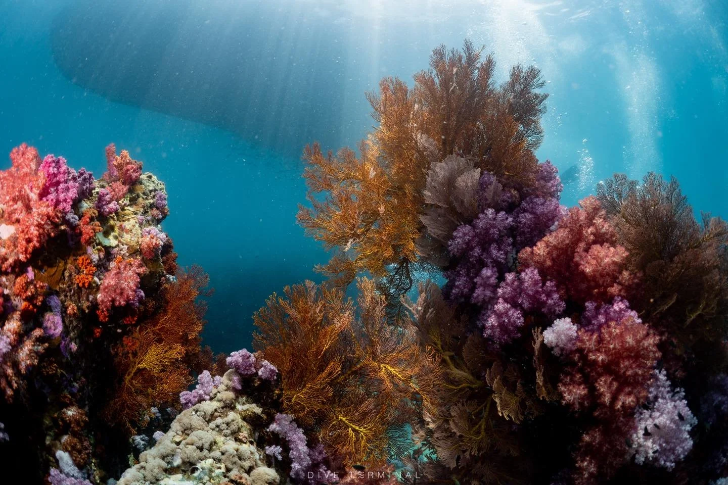 ใครไม่เป๊ะ หลีเป๊ะ💛💛 Lipe  ช่วงไหนก็สวยไม่แพ้กัน ตาลังที่ดำแล้วตะลึง 
(2)3-5(6) July 2026 Aqua Liveabord ลางานน้อยมาก 

🔥สนใจไปร่วมทริปอันดามันกับเรา​หรือมองหาทริปอื่นๆอีกได้ที่ 
📩 FB: http://m.me/Diveterminal 
📱Line: @Diveterminal หรือคลิก http