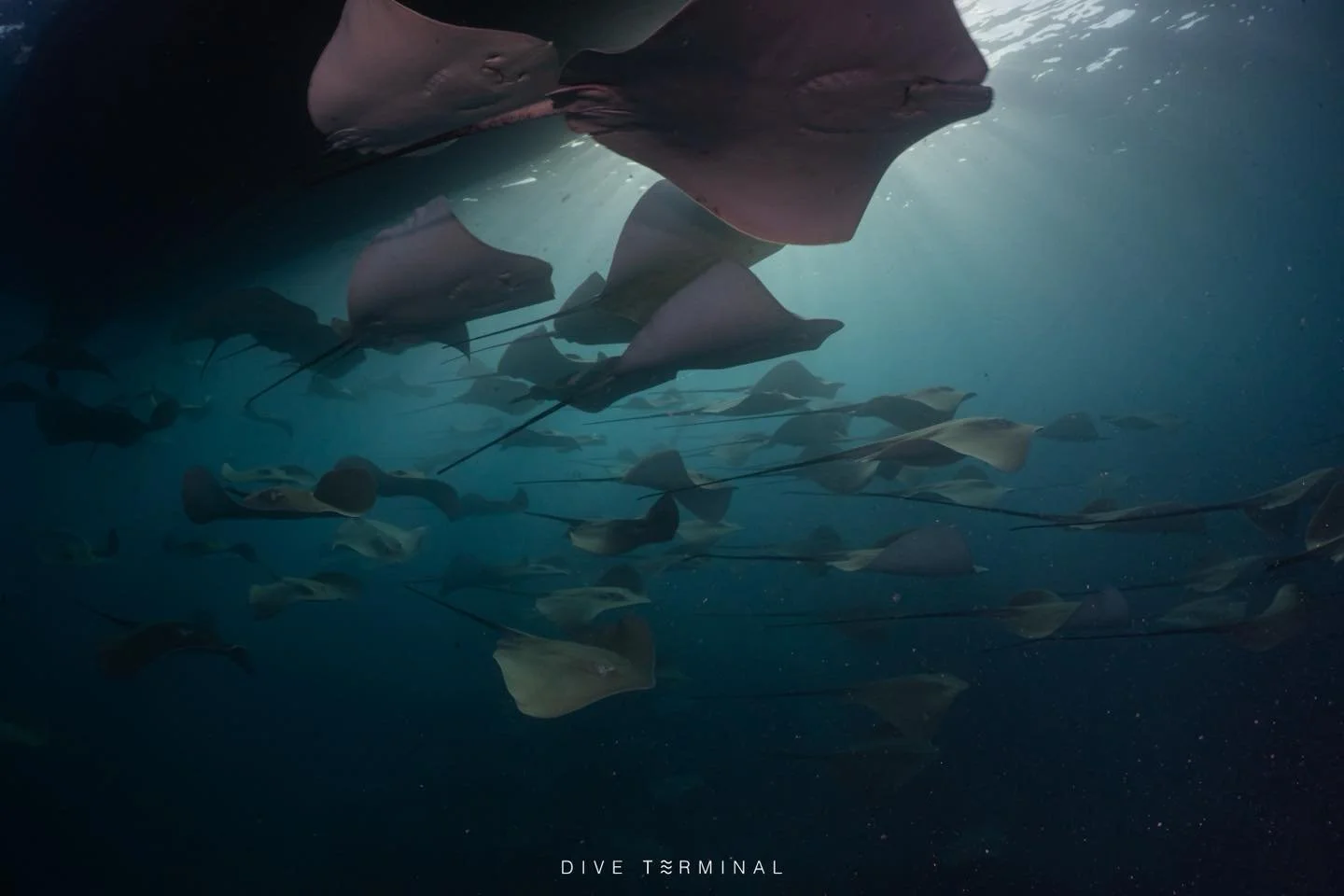 มัลดีฟส์ ดียังไง? ต้องบอกเลย Maldives ดีต่อใจ

2026
🥰(11)12-17(18) April 2026 Best of Maldives (2 ที่สุดท้าย) ลางานน้อยมาก 
🥰(5)6-11(12) Dec 2026 Best of Maldives

2027
🥰 (20)21-26(27) Feb Deep south Maldives 

🌊 มัลดีฟส์ ดียังไง? ทำไมต้องไปดำน้ำ