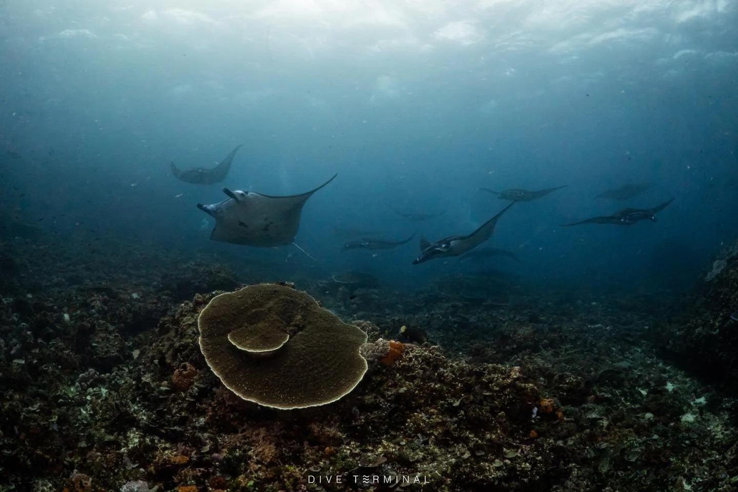 Manta Alley  ซอยแมนต้า ทริปนี้เจอฉ่ำ 20+ Komodo พีคจิ้ง
🤩Komodo ที่ติดใน Bucket list ของนักดำน้ำทุกคน
(30)31May-4(5) Jun 2026
(25)26-30(31) July 2026
(9)10-14(15) Aug 2026

😘พบกับ บ้านแมนต้าาาา ❤️❤️ 
🤩World class landscape ทั้งบนบกและใต้น้ำ 😁😁
?